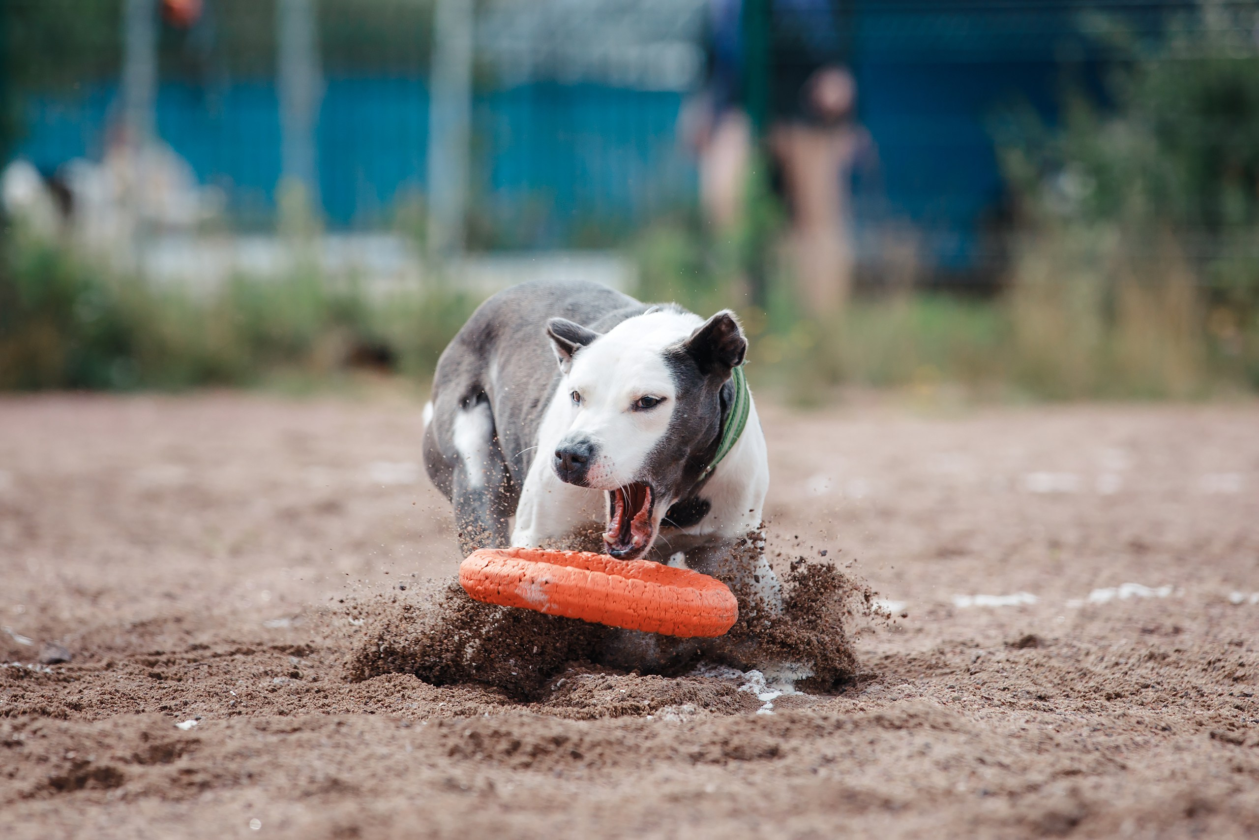 Питч&Гоу + веселые старты. Фотограф-анималист Mary Mart — Москва, Питер