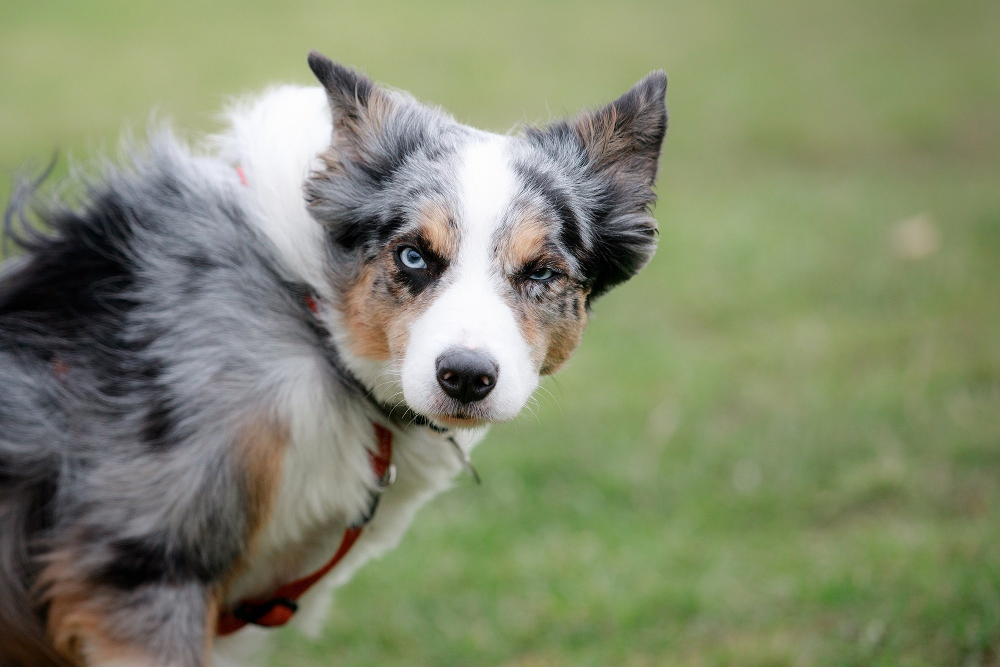 Лагерь по ОБД с Инной Баженовой. Фотограф-анималист Mary Mart — Москва, Питер