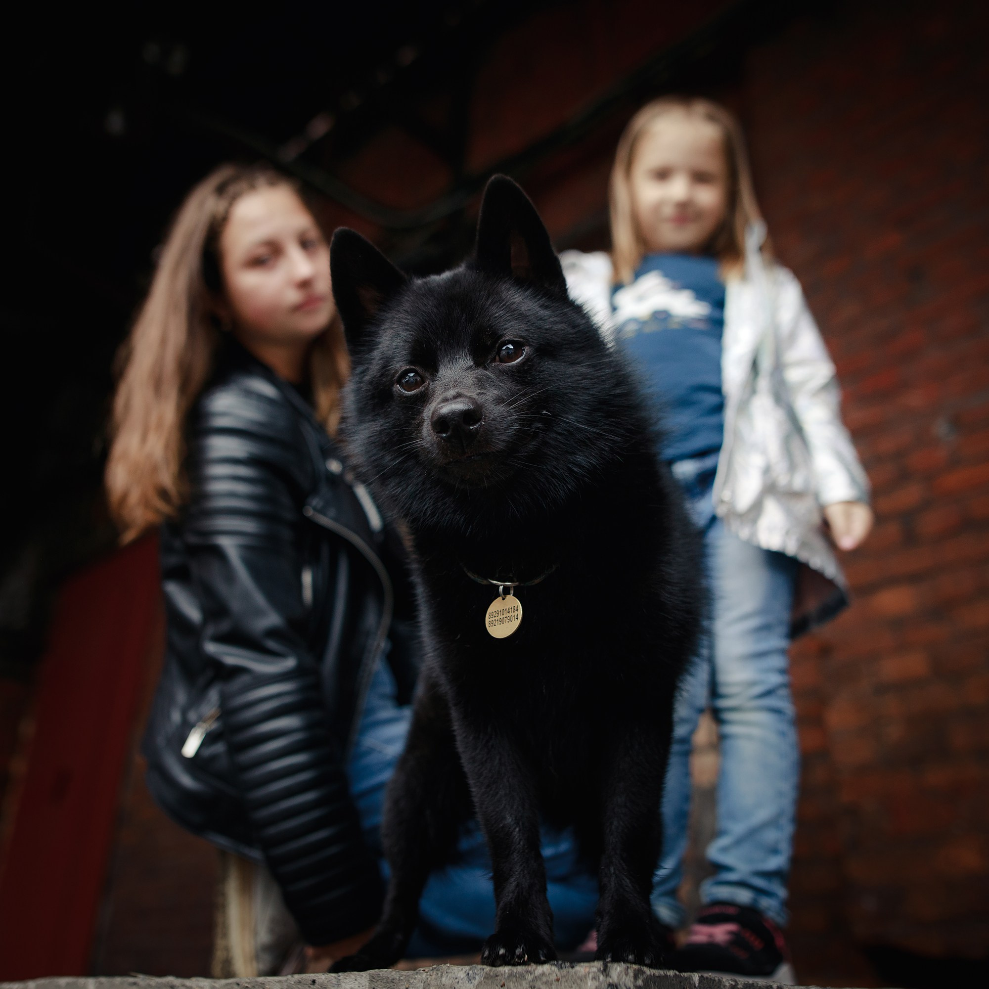 Саша, Маша и шипперке Йети. Фотограф-анималист Mary Mart — Москва, Питер