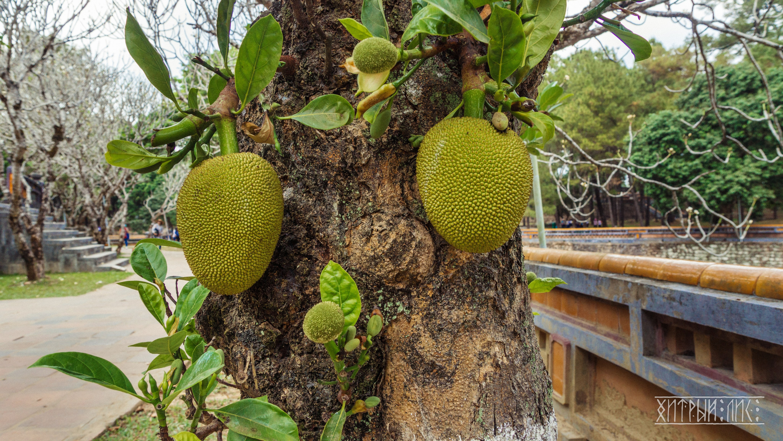 Вьетнам. Фотограф-путешественник Самойлов Максим «Sly Fox»