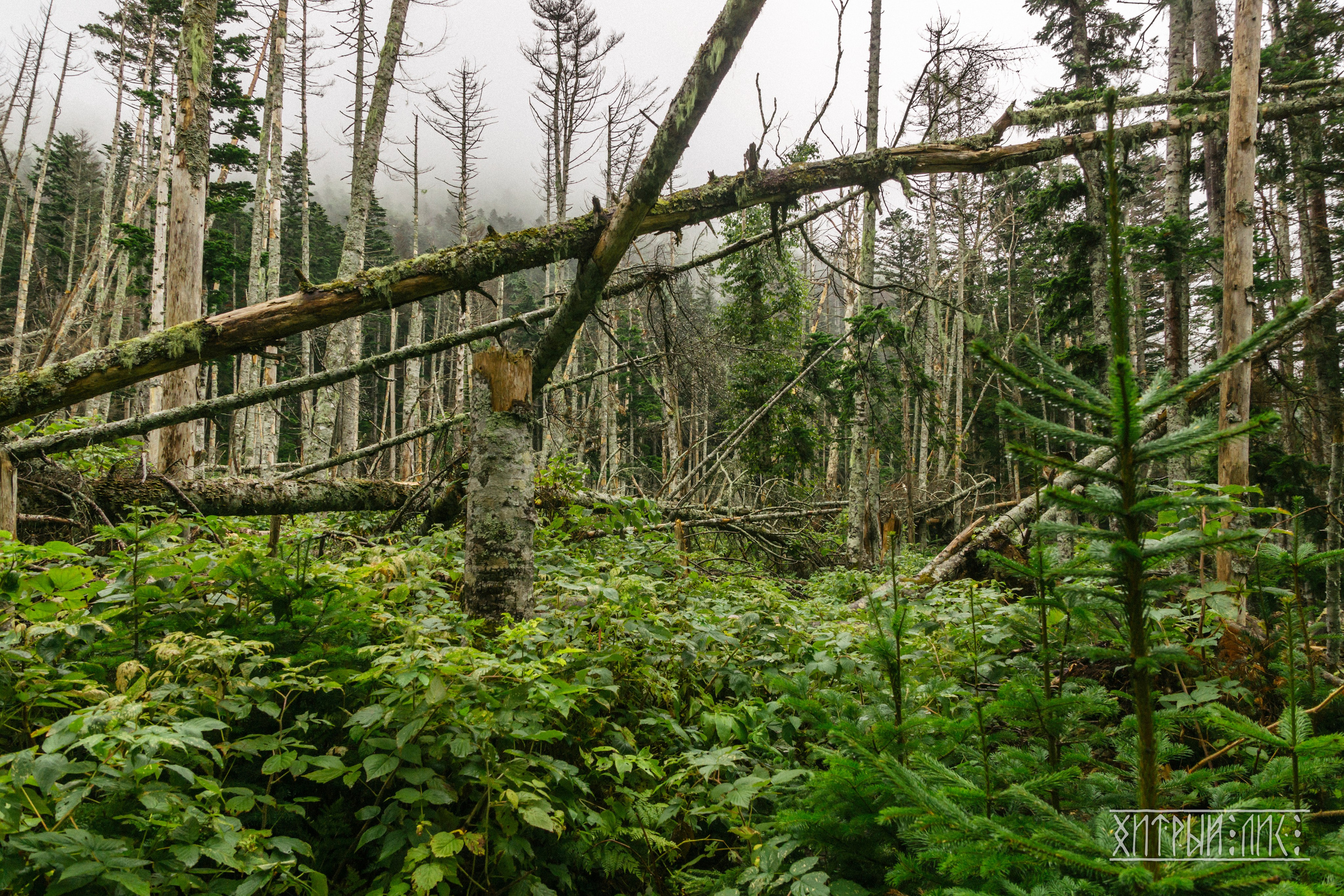 Сахалин. Фотограф-путешественник Самойлов Максим «Sly Fox»