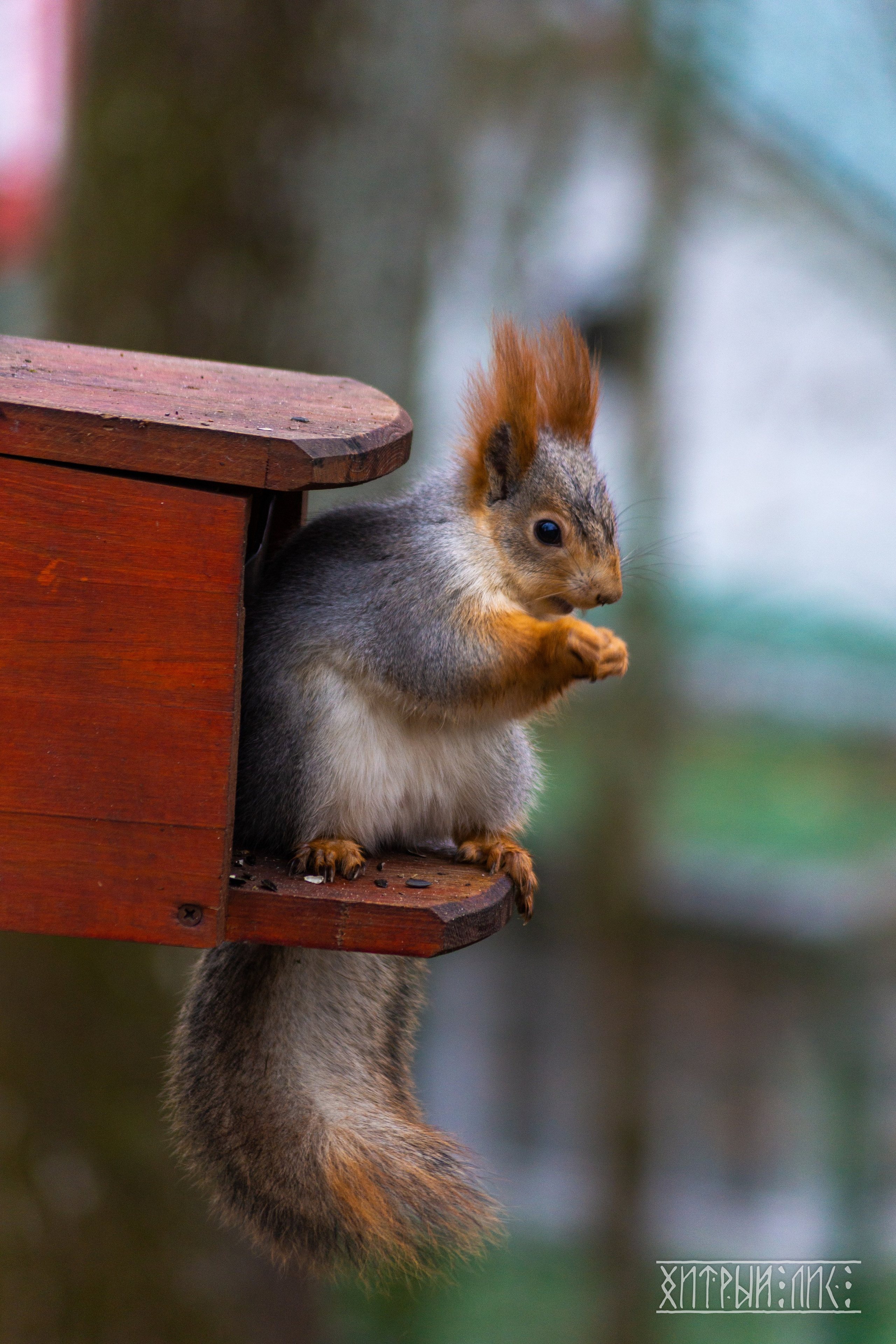 Изборск- Печоры-Псков-Новгород-Торжок. Фотограф-путешественник Самойлов Максим «Sly Fox»