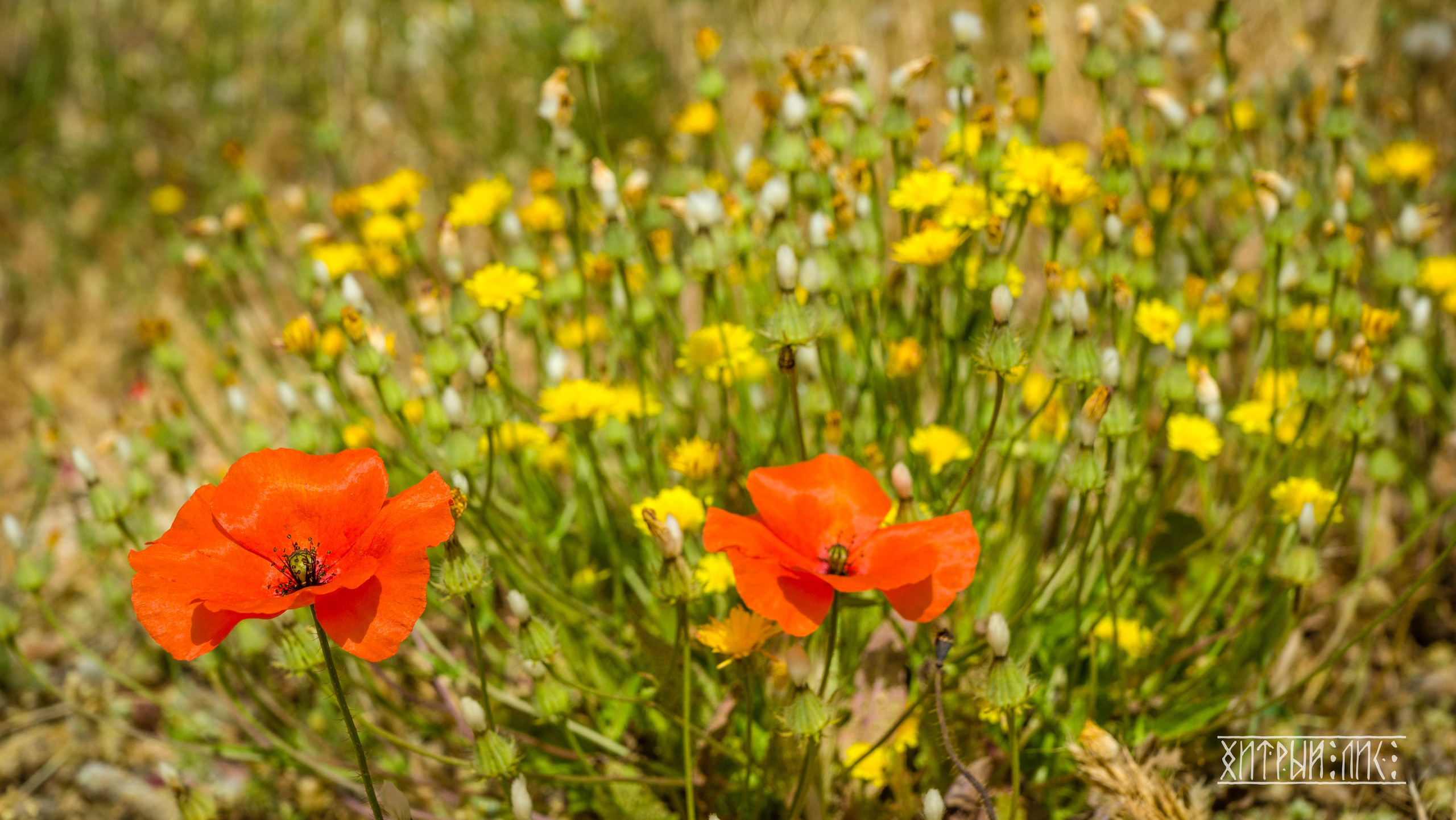 Кипр. Фотограф-путешественник Самойлов Максим «Sly Fox»