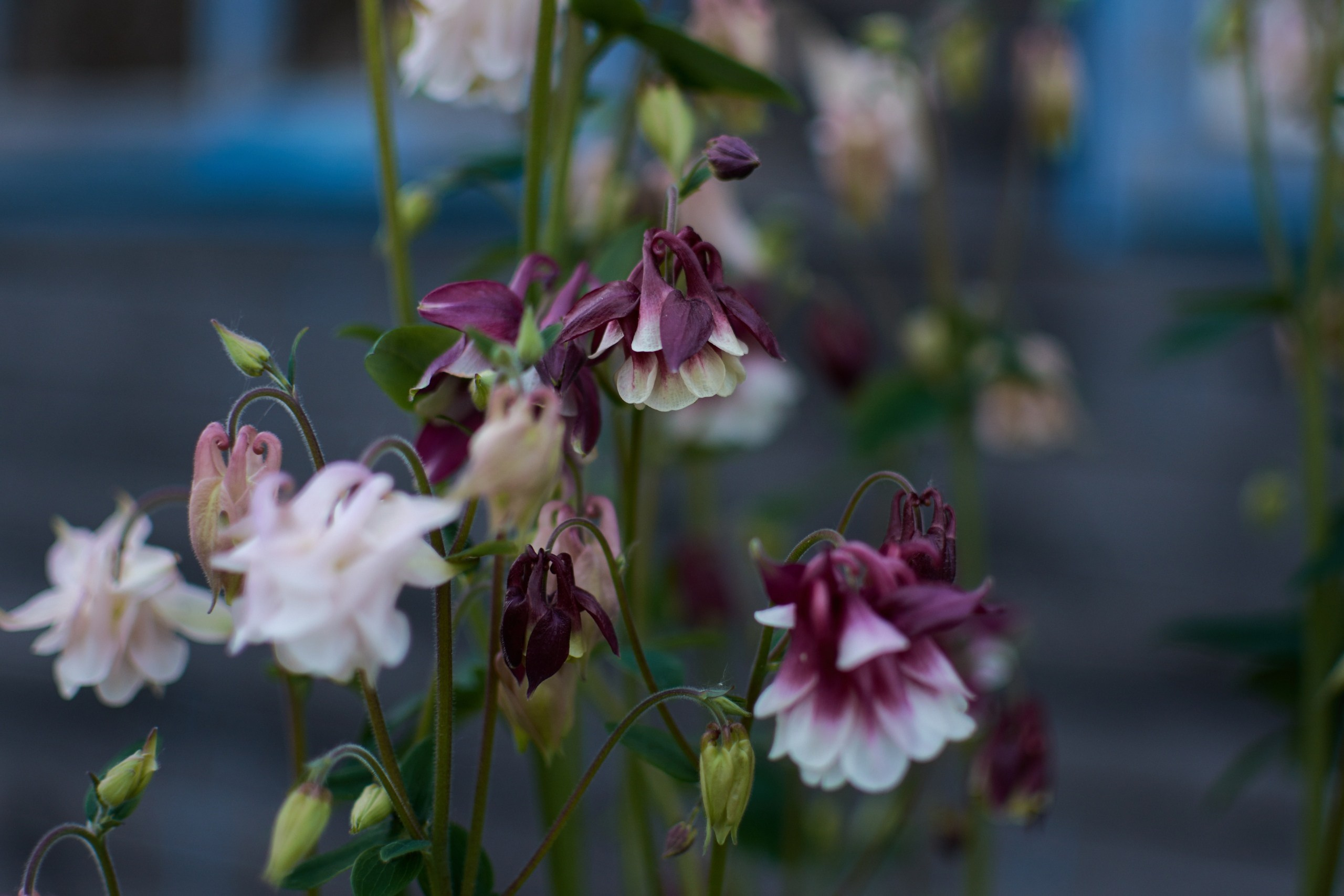 Цветы. Ольга Чёкотова (Фотограф Кострома)