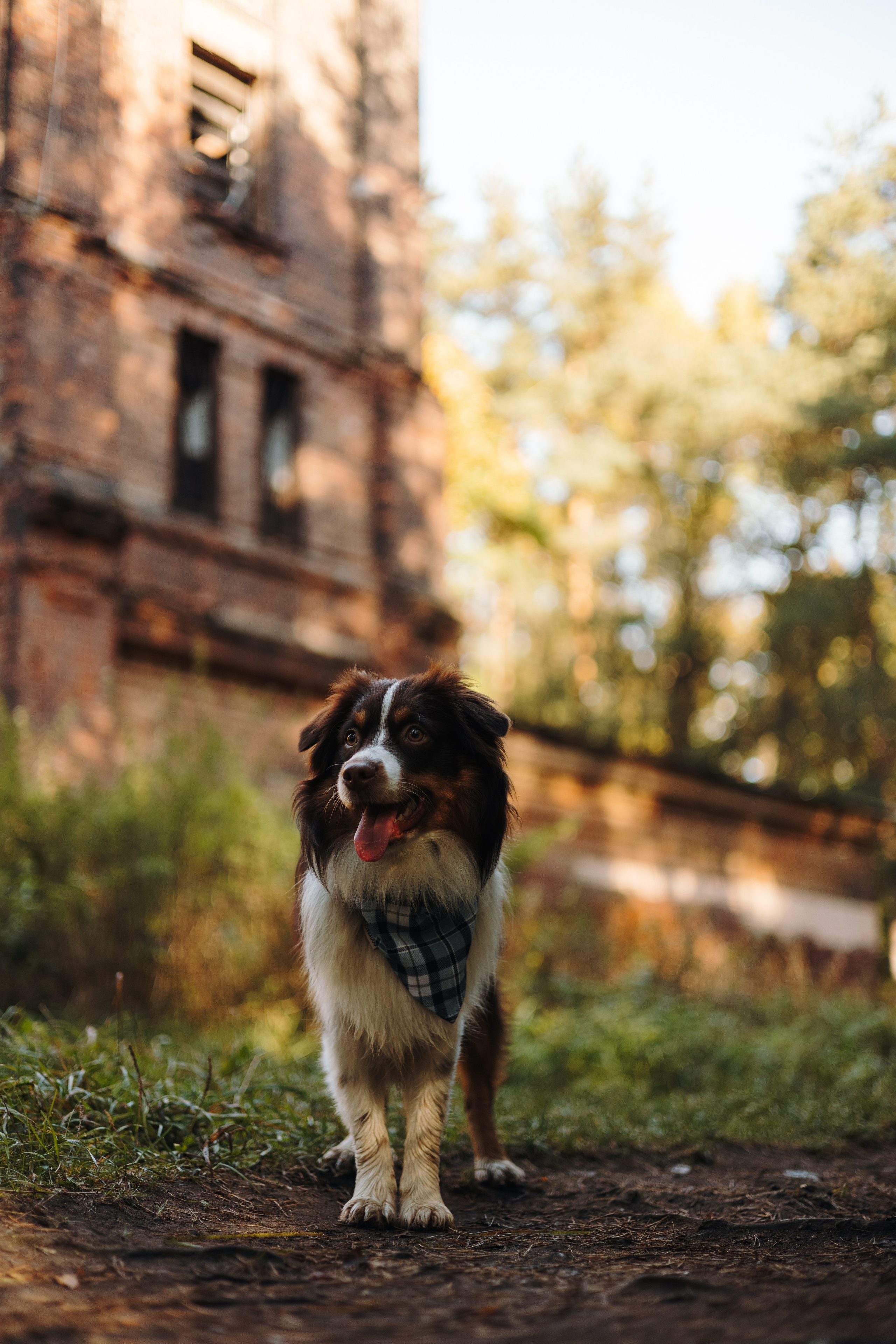 Маффин. Фотограф животных Евгения Верцинская