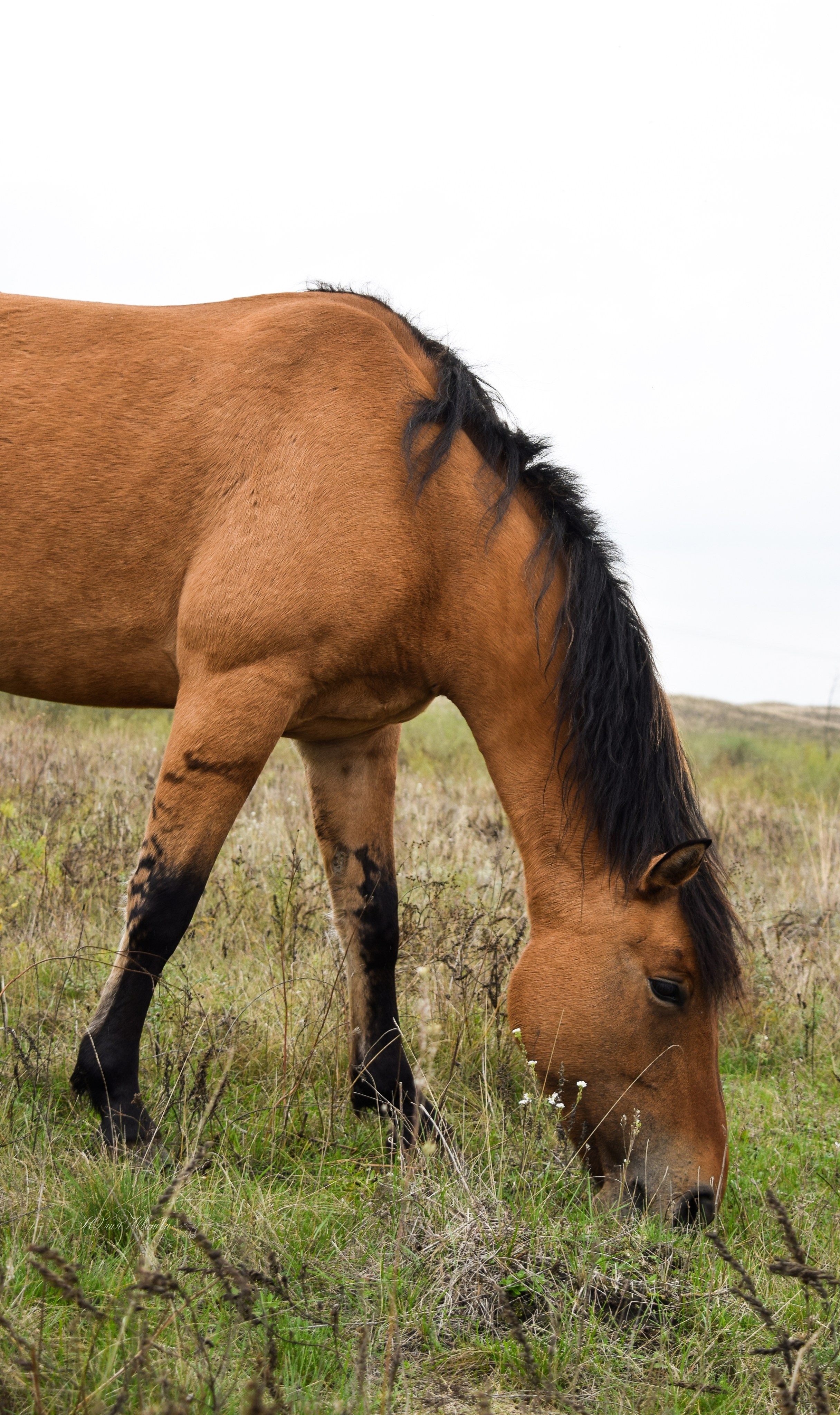 Лошади. Конный фотограф в Саратове Юлия Иванова