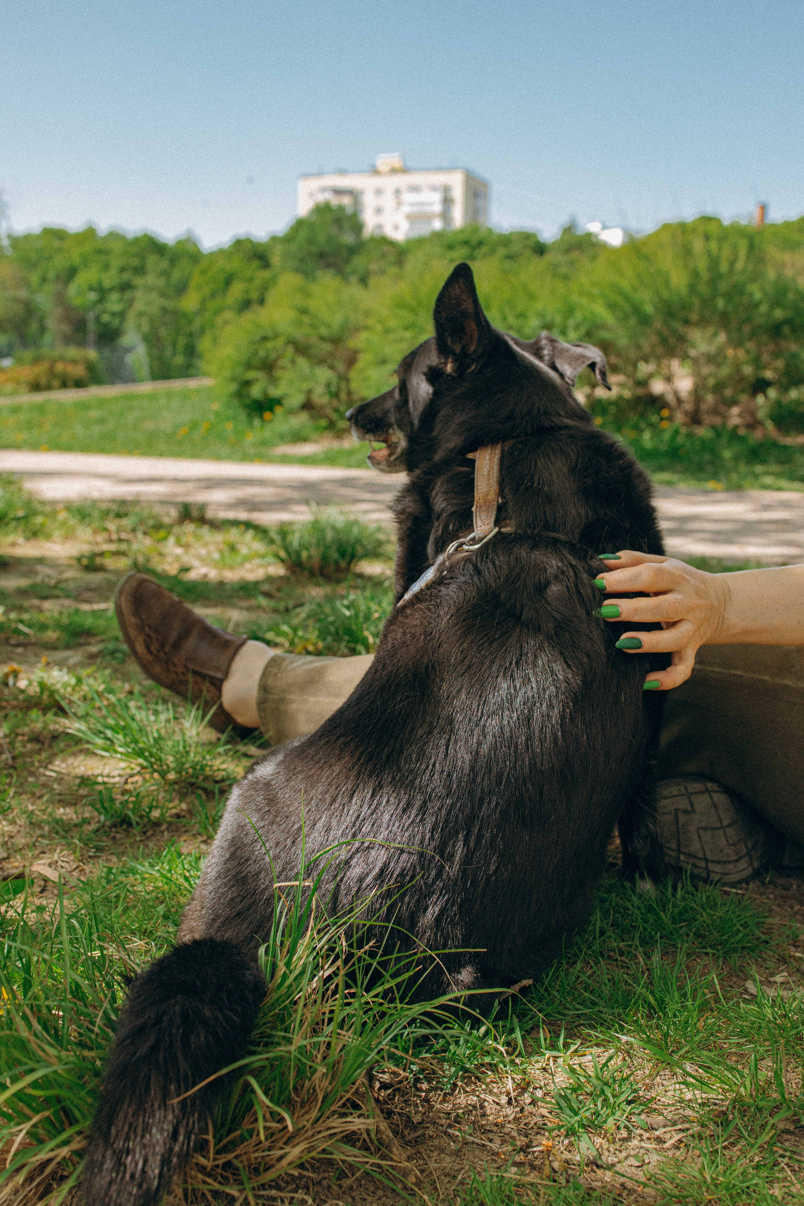 Наталья, Марфа и Норд. Фотограф-анималист в Москве Лера Черноног