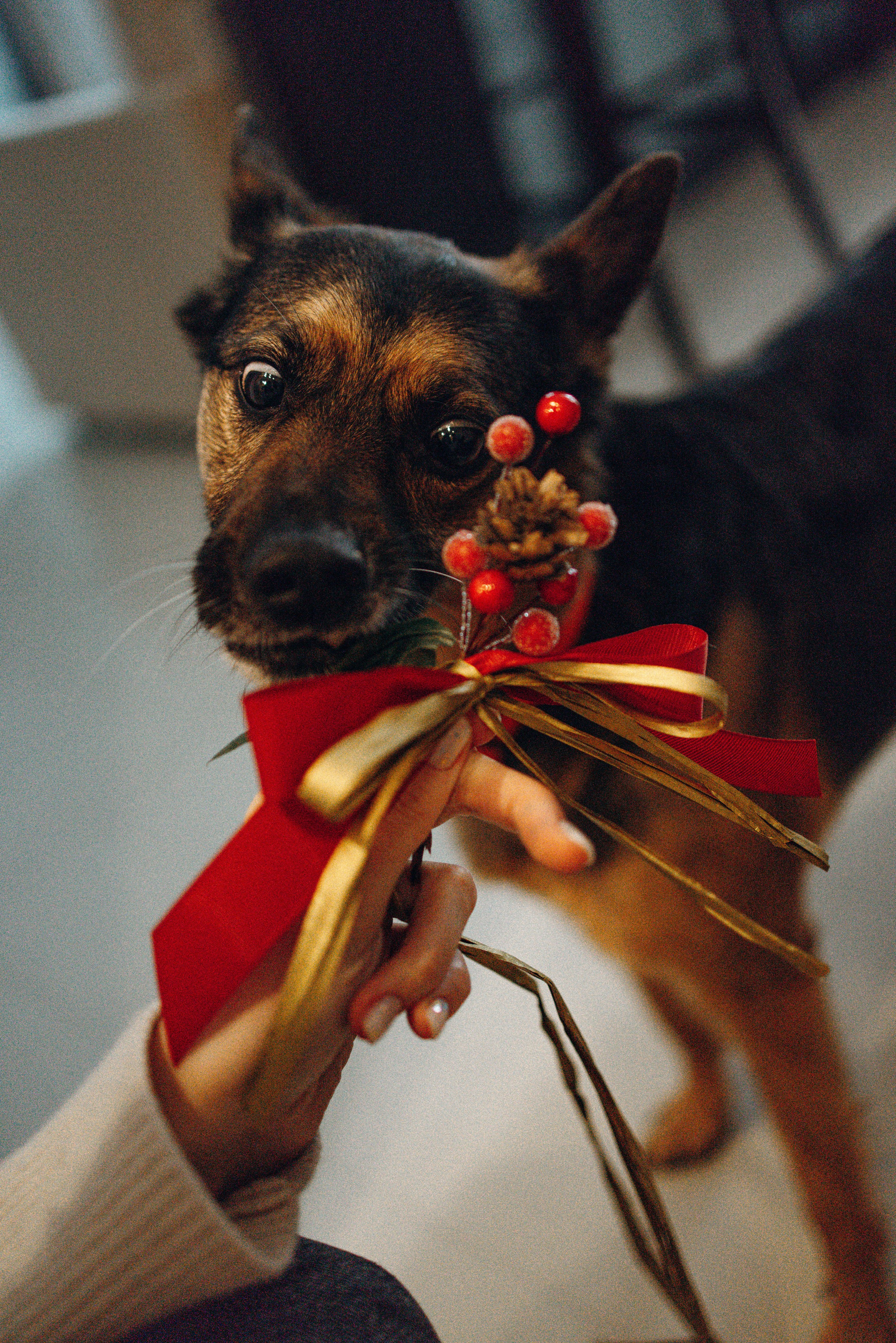 Ника, Матиша и Герда. Фотограф-анималист в Москве Лера Черноног