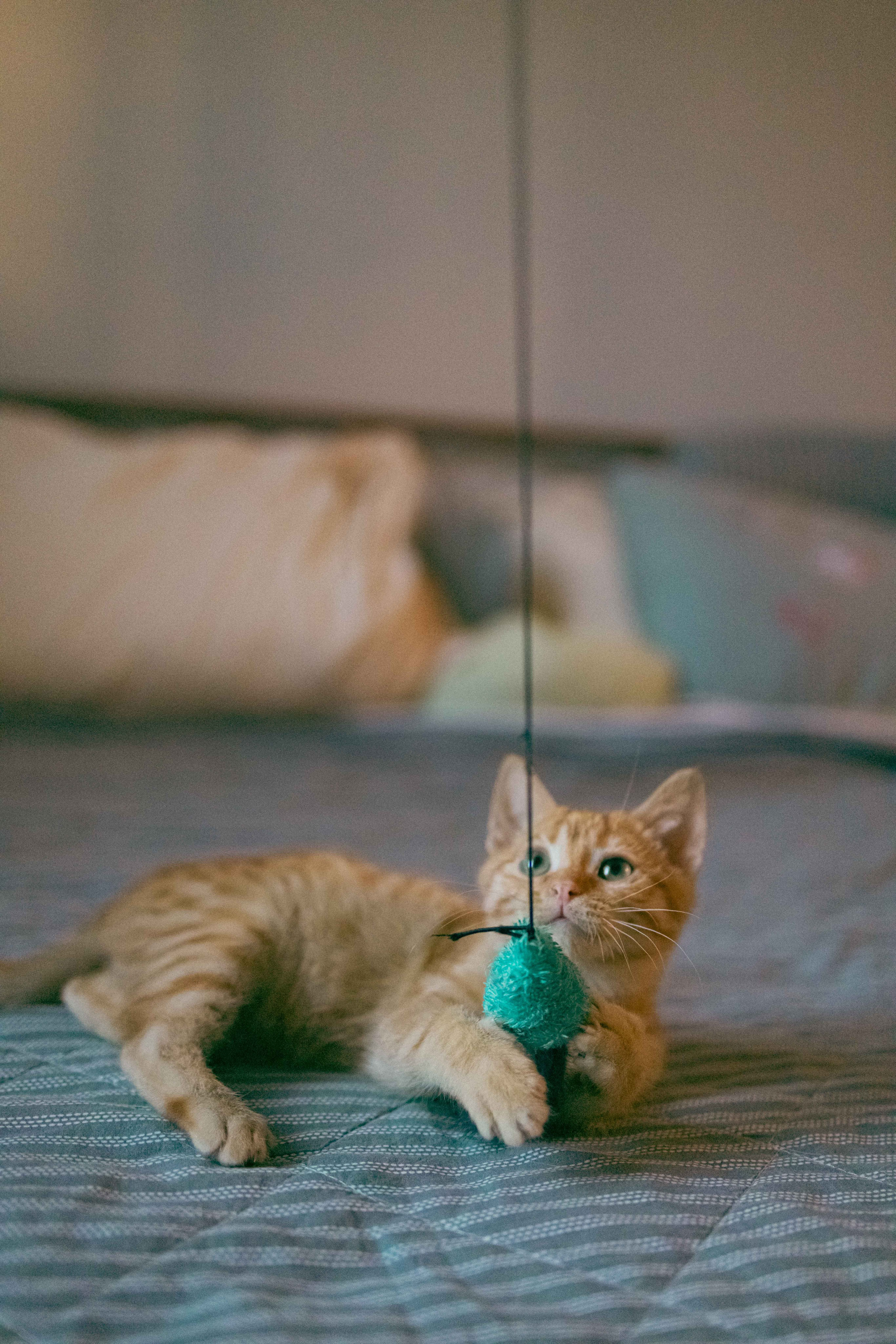 Кускус. Фотограф-анималист в Москве Лера Черноног