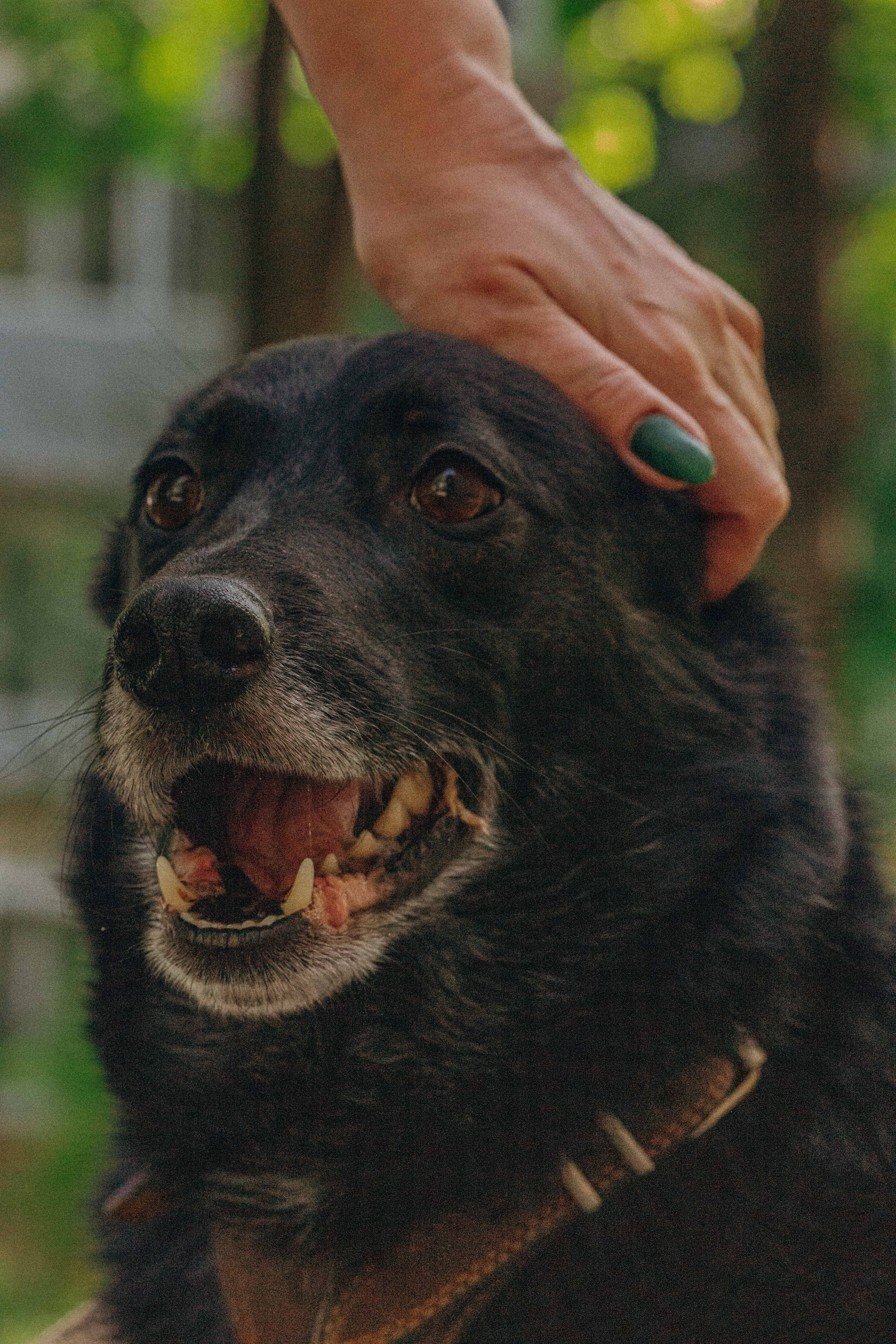 Наталья, Марфа и Норд. Фотограф-анималист в Москве Лера Черноног