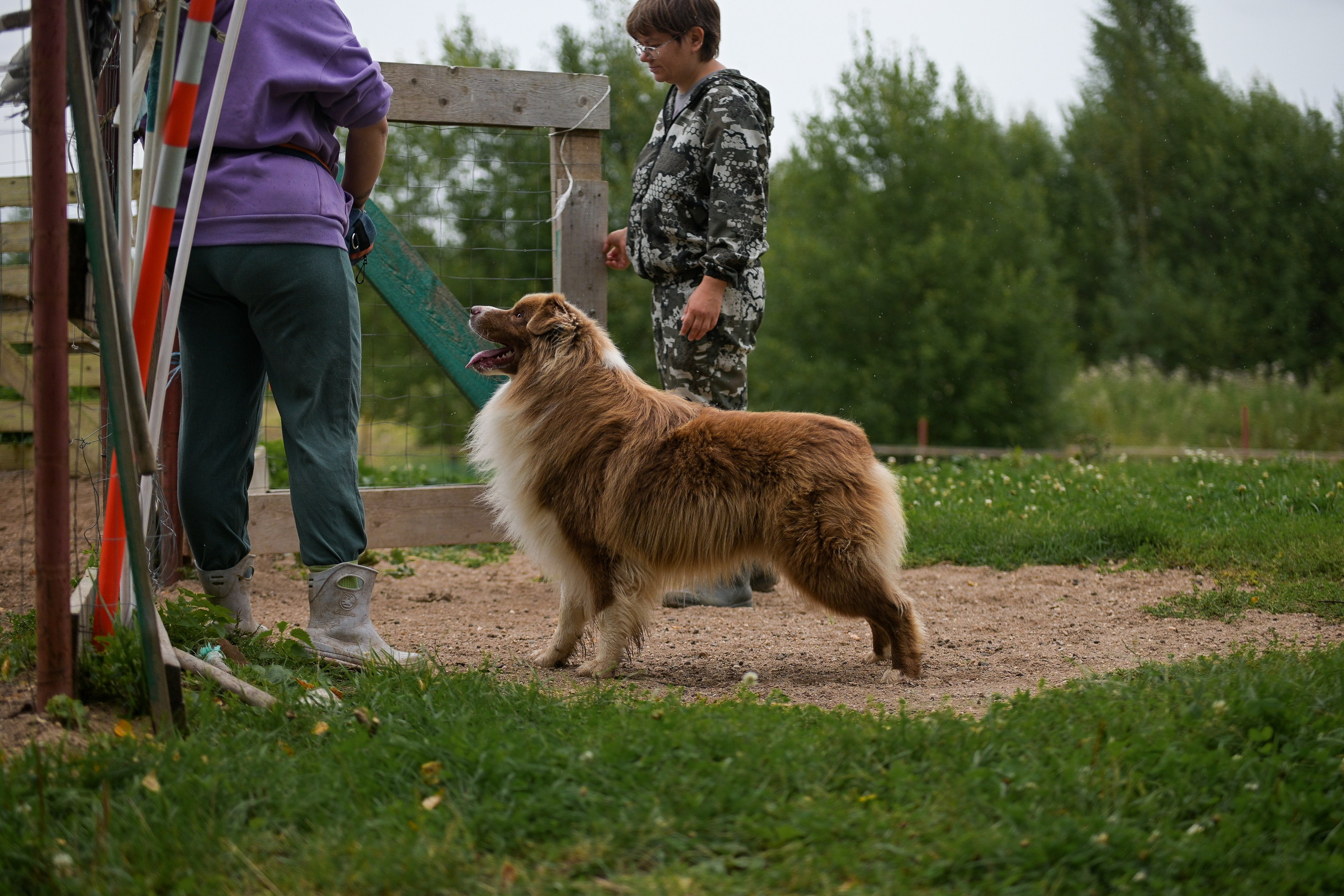 Пастьба собак. Творческий фотограф Вологда