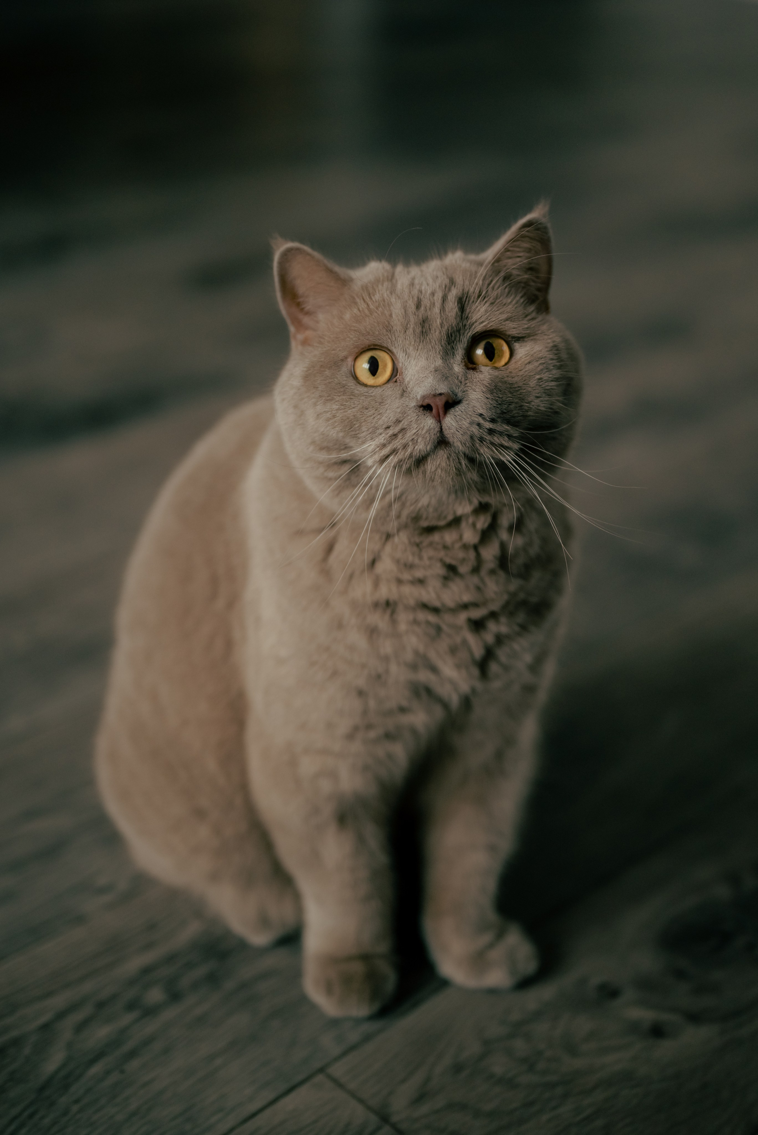 Домашняя фотоистория. Кира. Фотограф новорожденных в Норильске Виктория Шагалиева