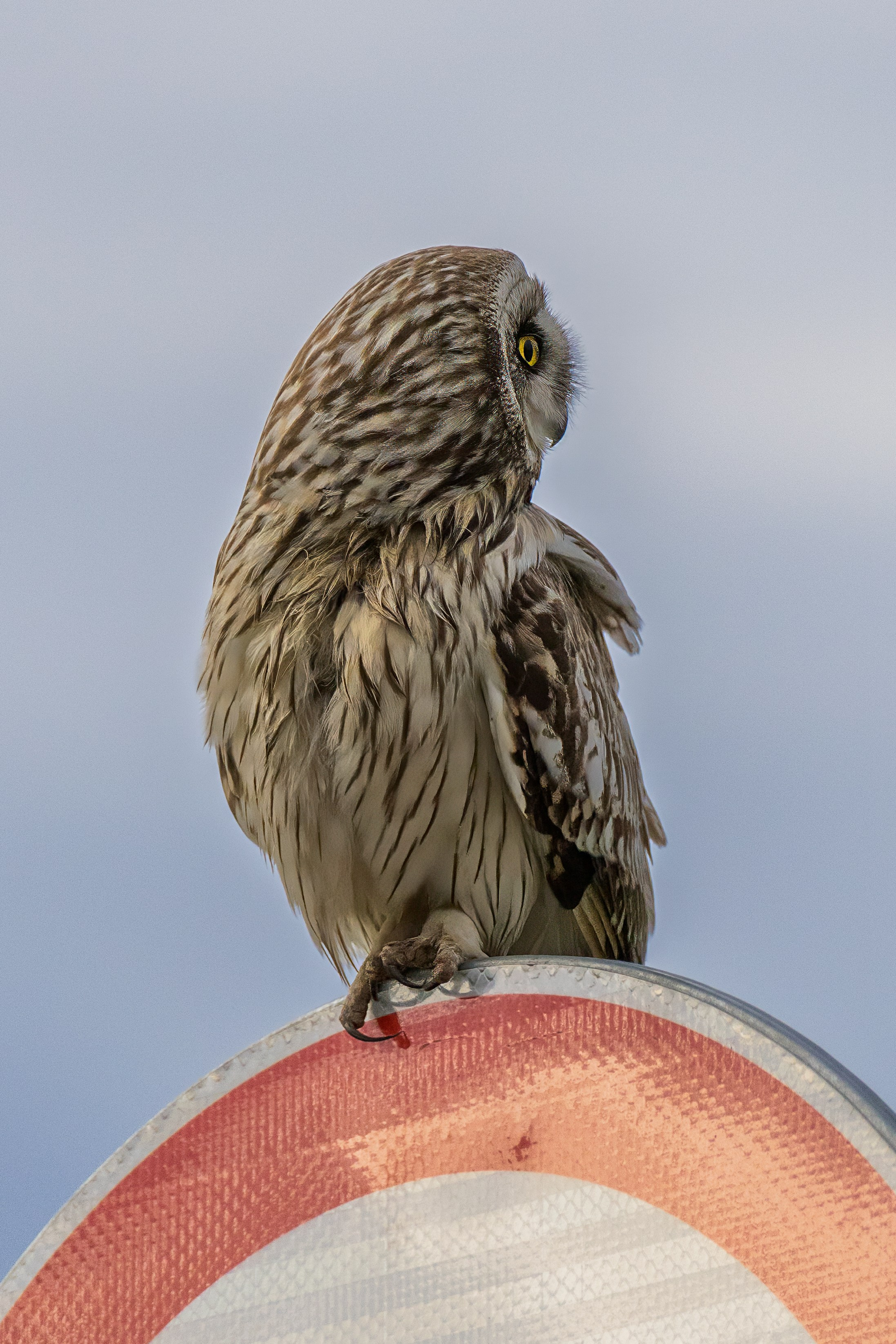 Болотная сова. Photomantis