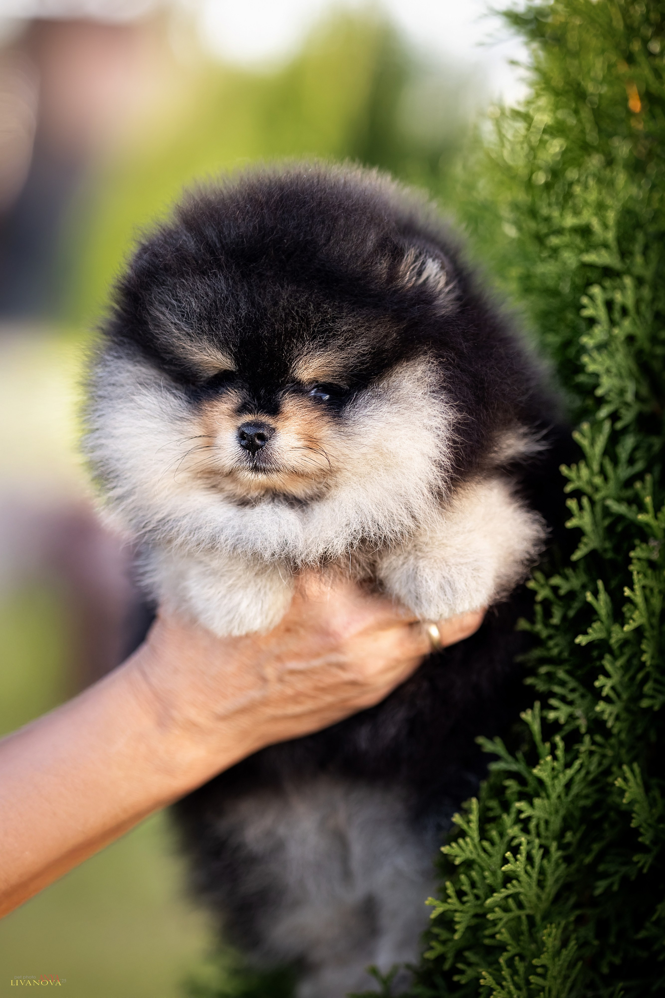 Шпцулики. Фотограф анималист Аня Ливанова | Рыбинск