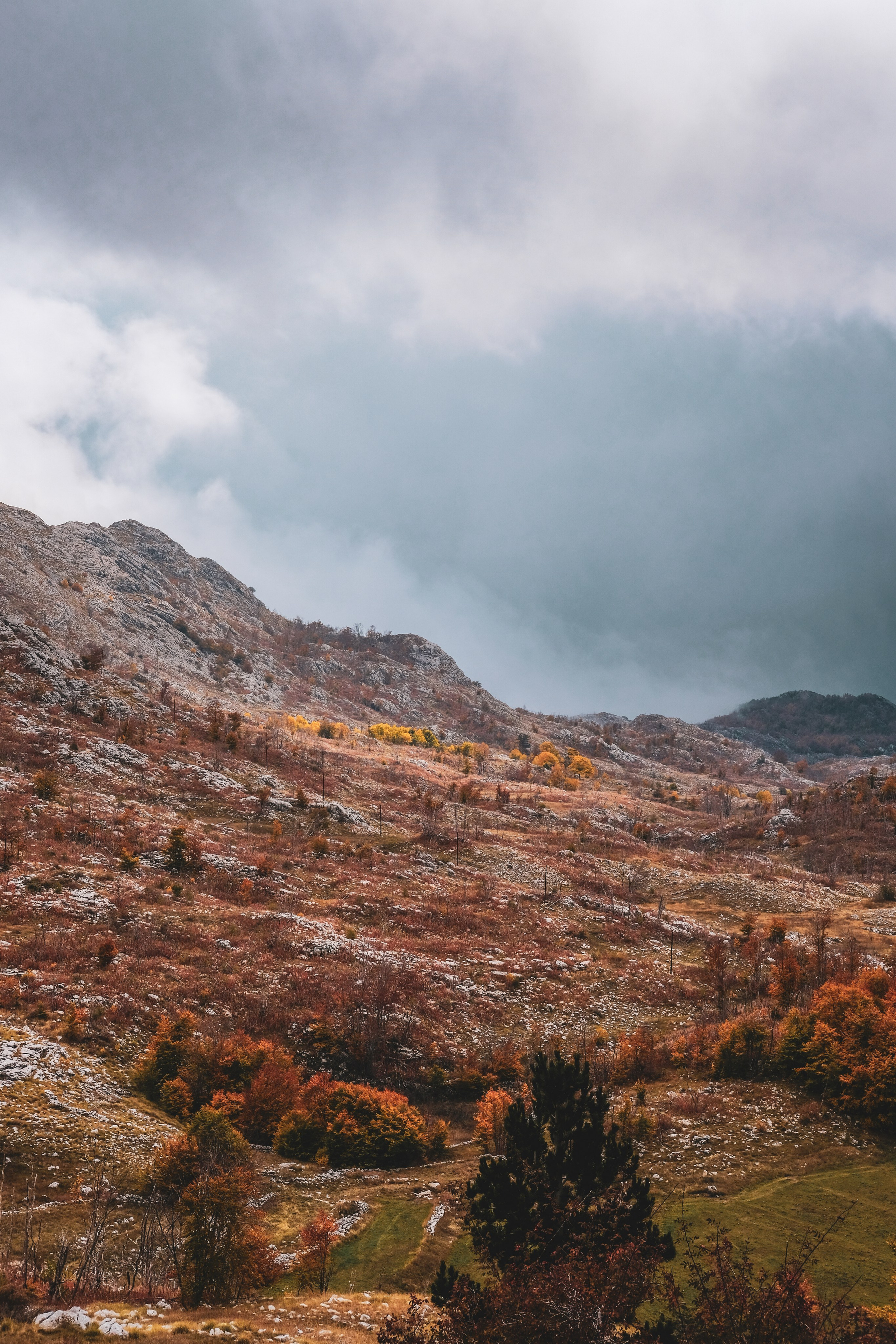 Черногория. Zenizza