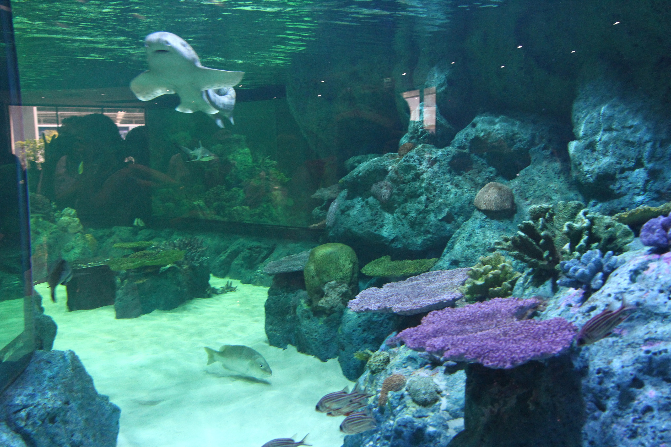 Тайланд. Пхукет 2013. Улица, люди, жизнь…