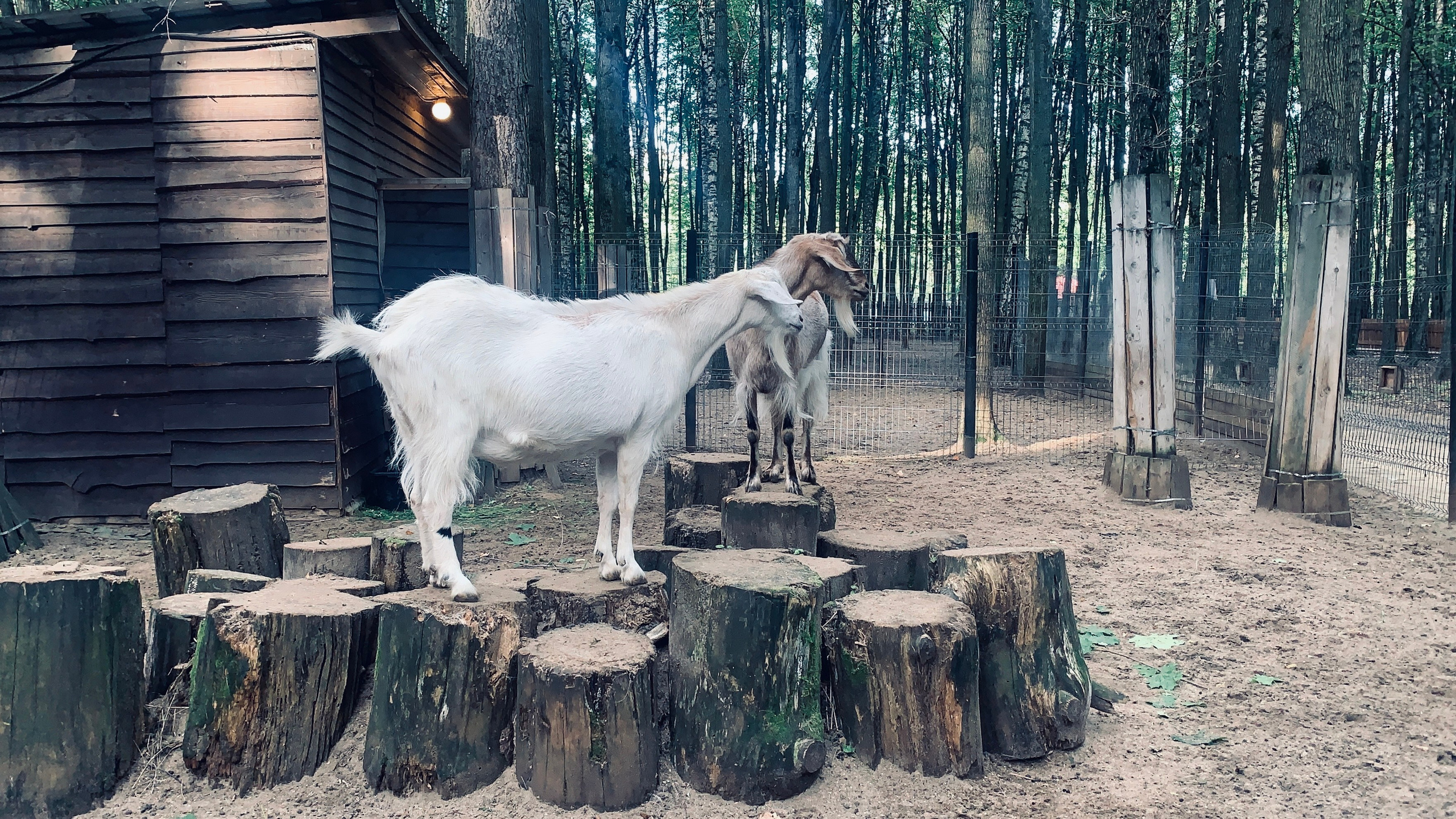 Анималистическая. KUPINИ | ФОТО — сайт портфолио по мультижанровой съёмке | фотограф Сергей Мар