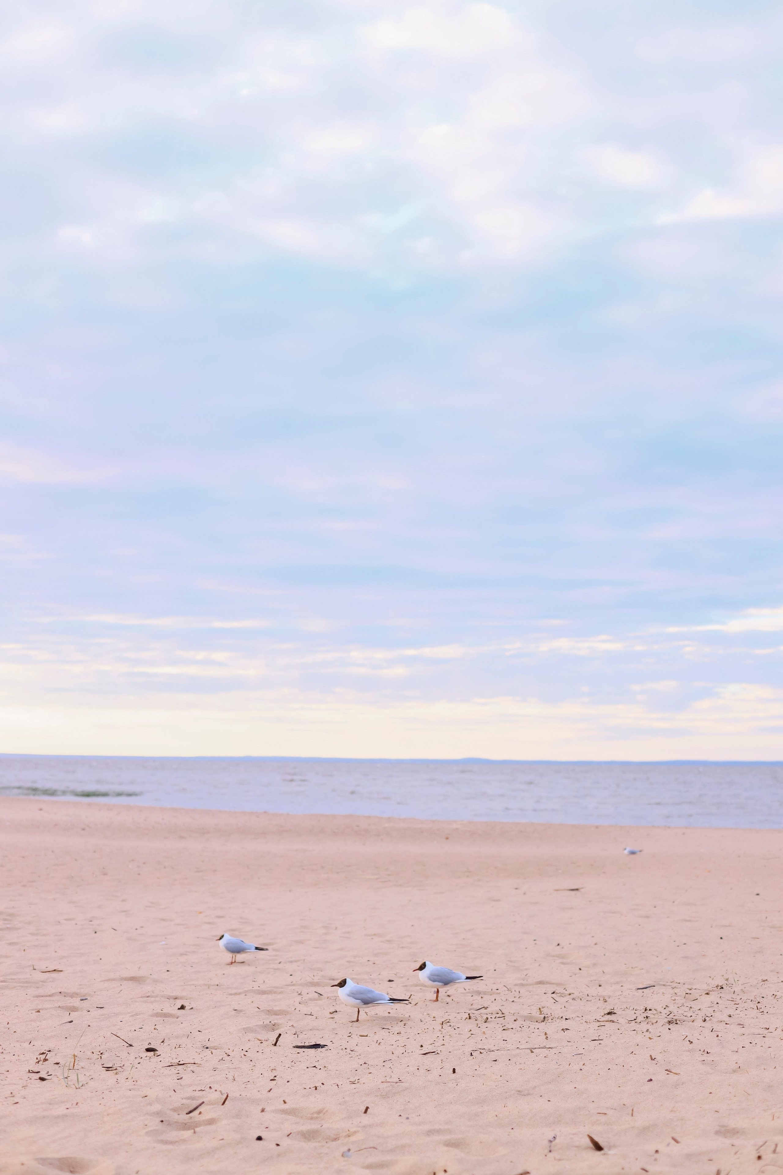 Елизавета и Александр. Семейный фотограф и фотограф новорожденных в Санкт-Петербурге Алина Фе