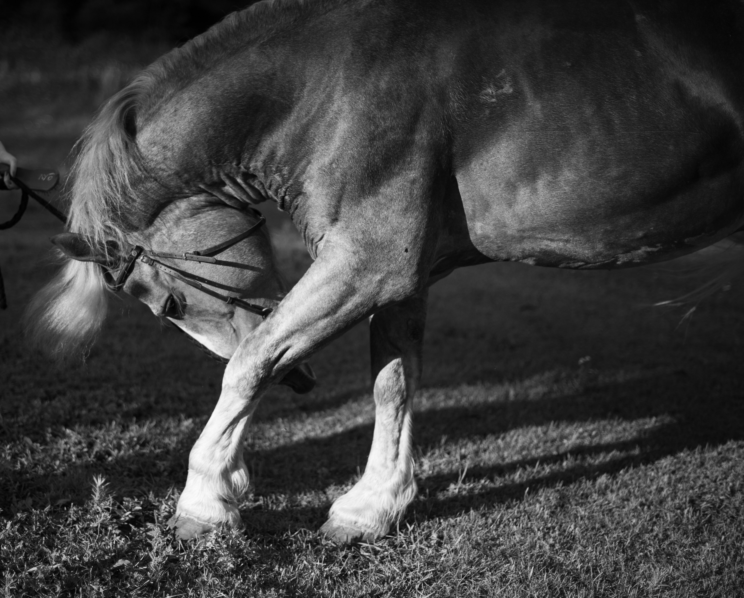 Анималистика Конный клуб ЧБ. Victoria Radjevna Репортажный Фотограф — Видеограф Москва • Санкт-Петербург