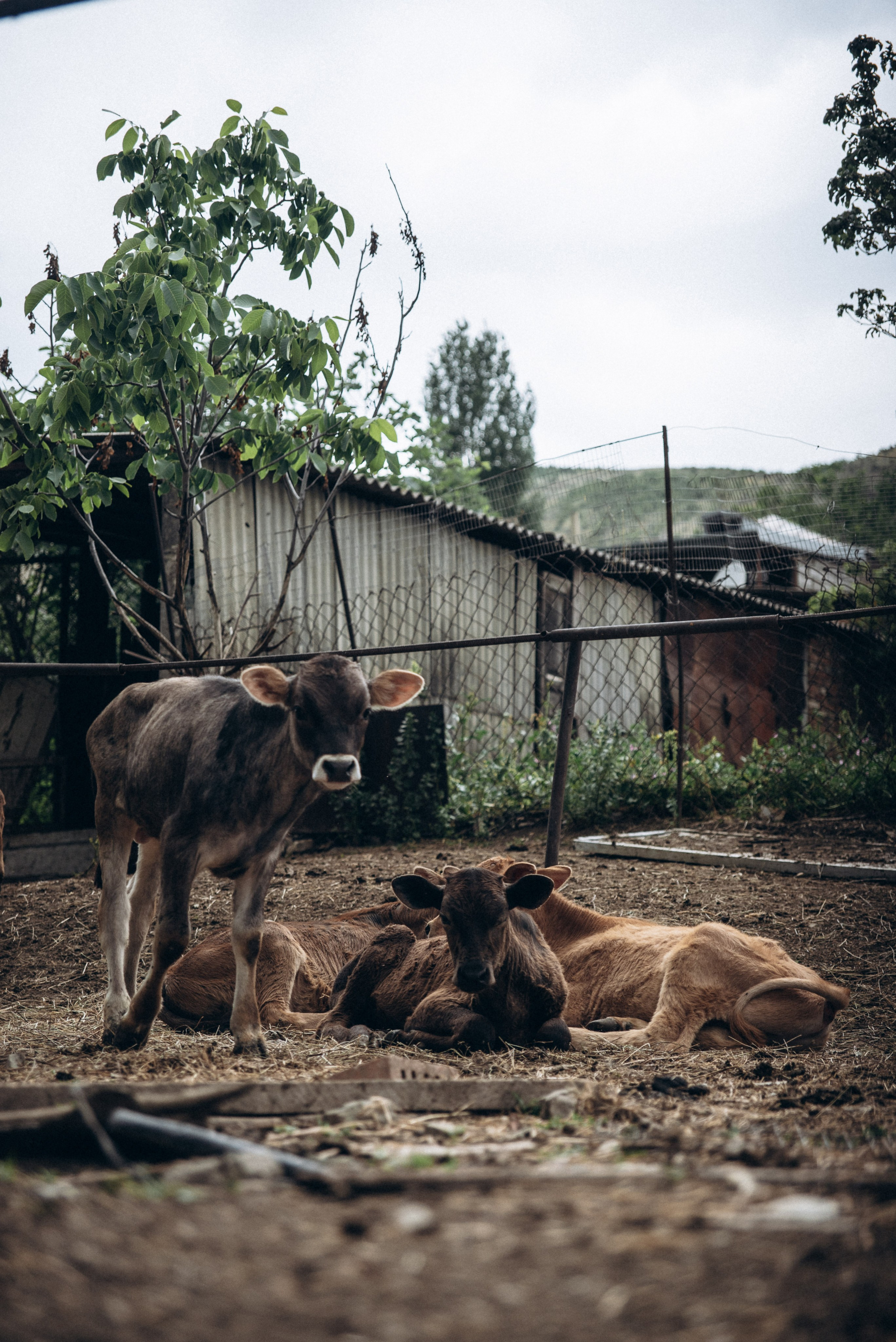 Коджори, Грузия 🇬🇪 «Honey Trip». Anita_photo