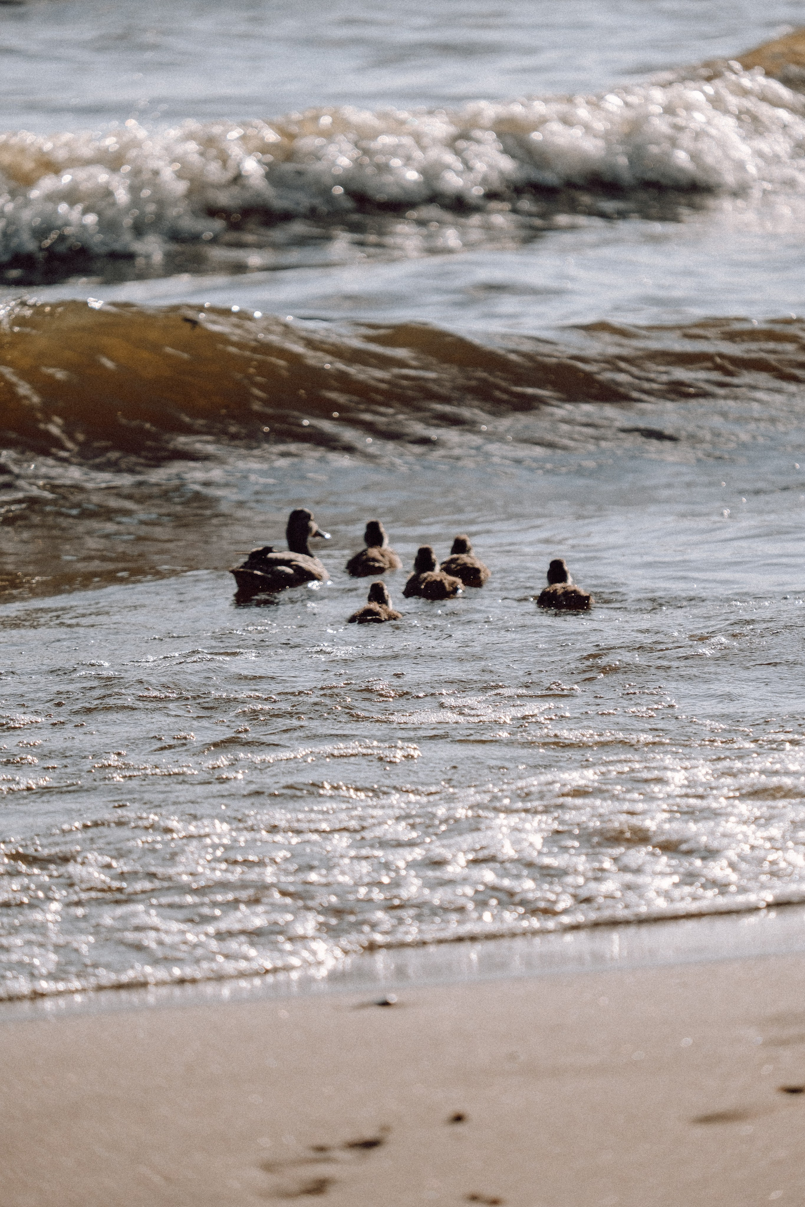 ПРОГУЛКА НА БЕРЕГУ ФИНСКОГО ЗАЛИВА. Профессиональный фотограф, Санкт-Петербург — Виктория Богомолова