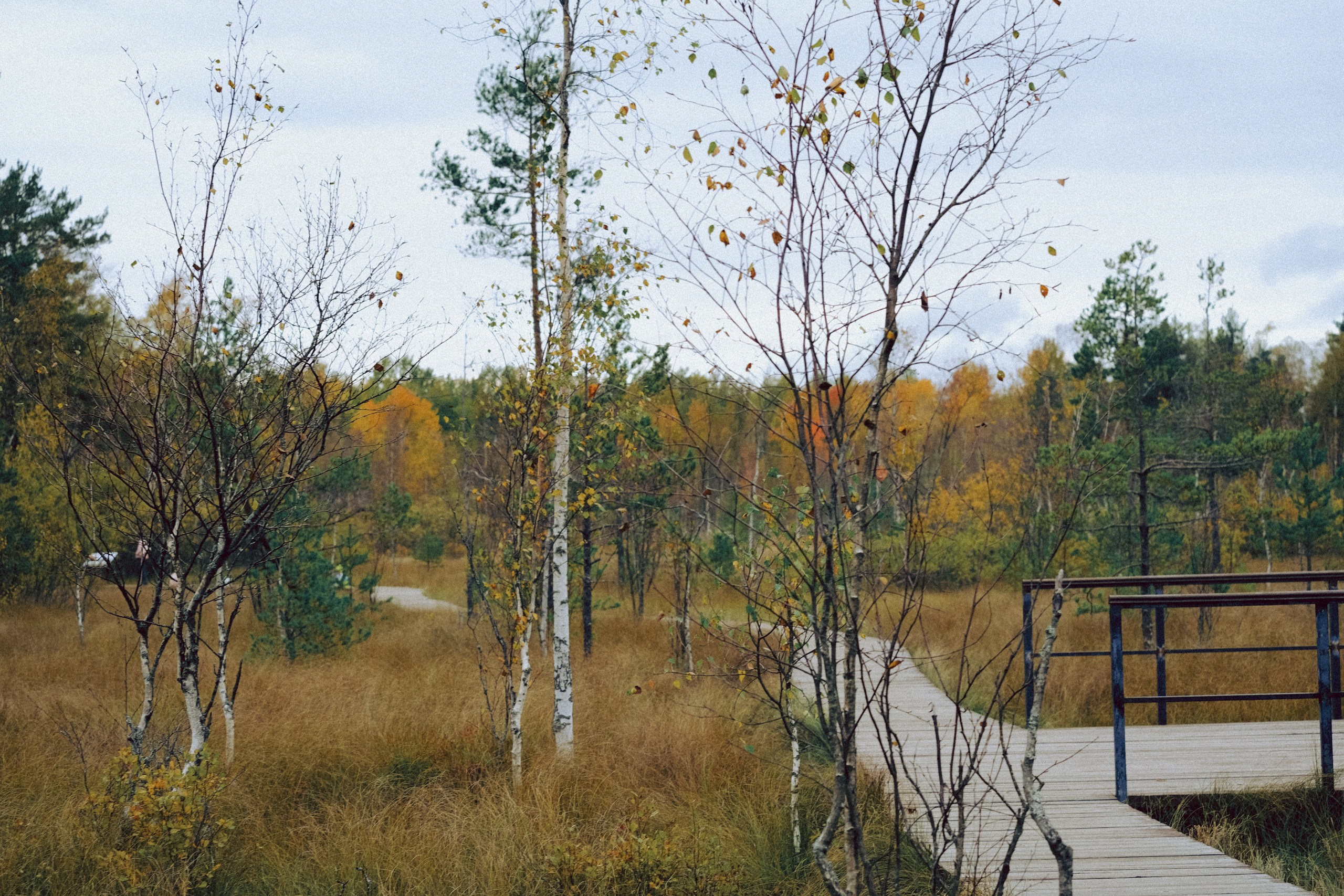 Осеняя прогулка. Профессиональный фотограф, Санкт-Петербург — Виктория Богомолова