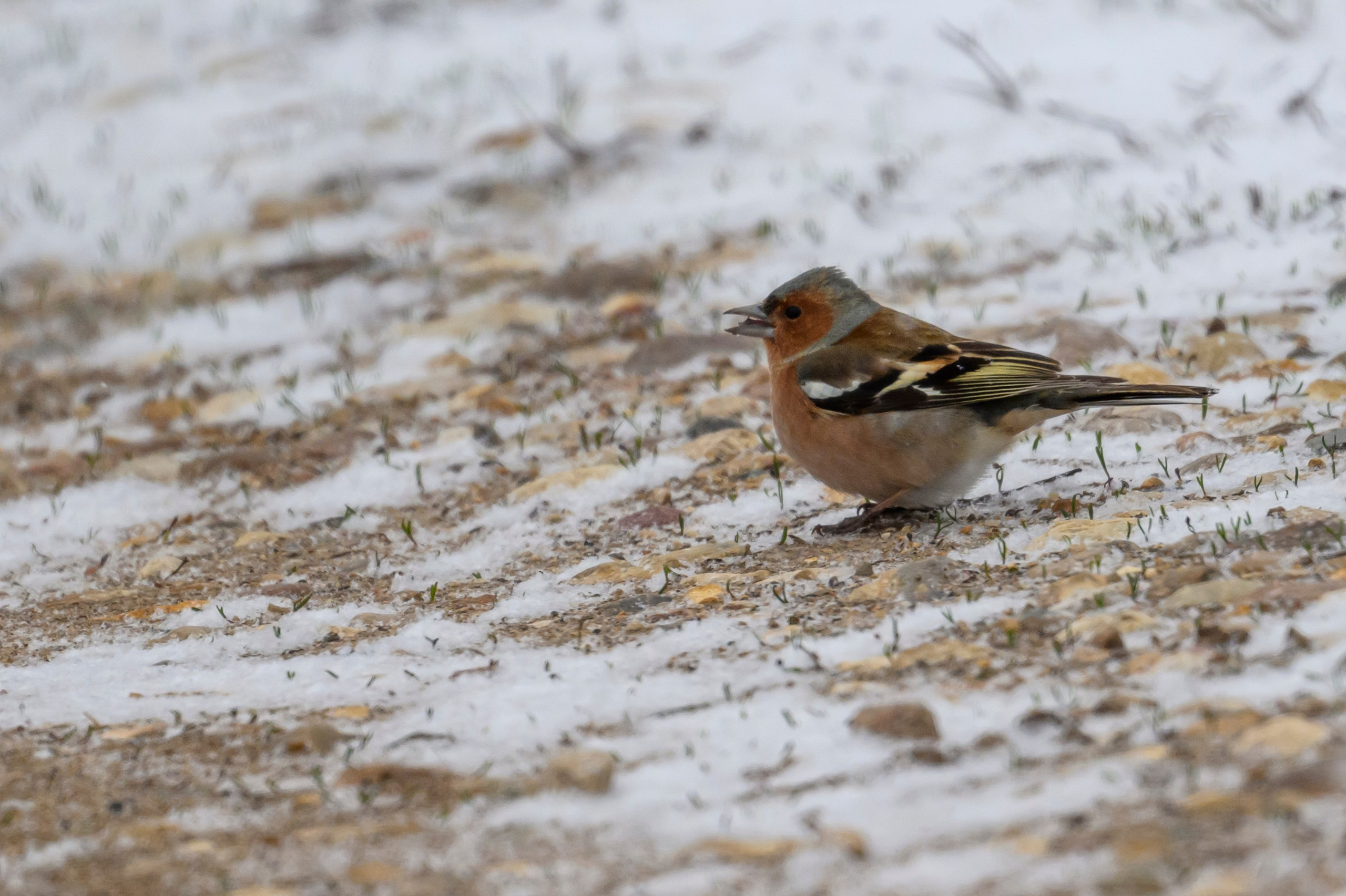 Метель. Фотограф Сергей Пупонин
