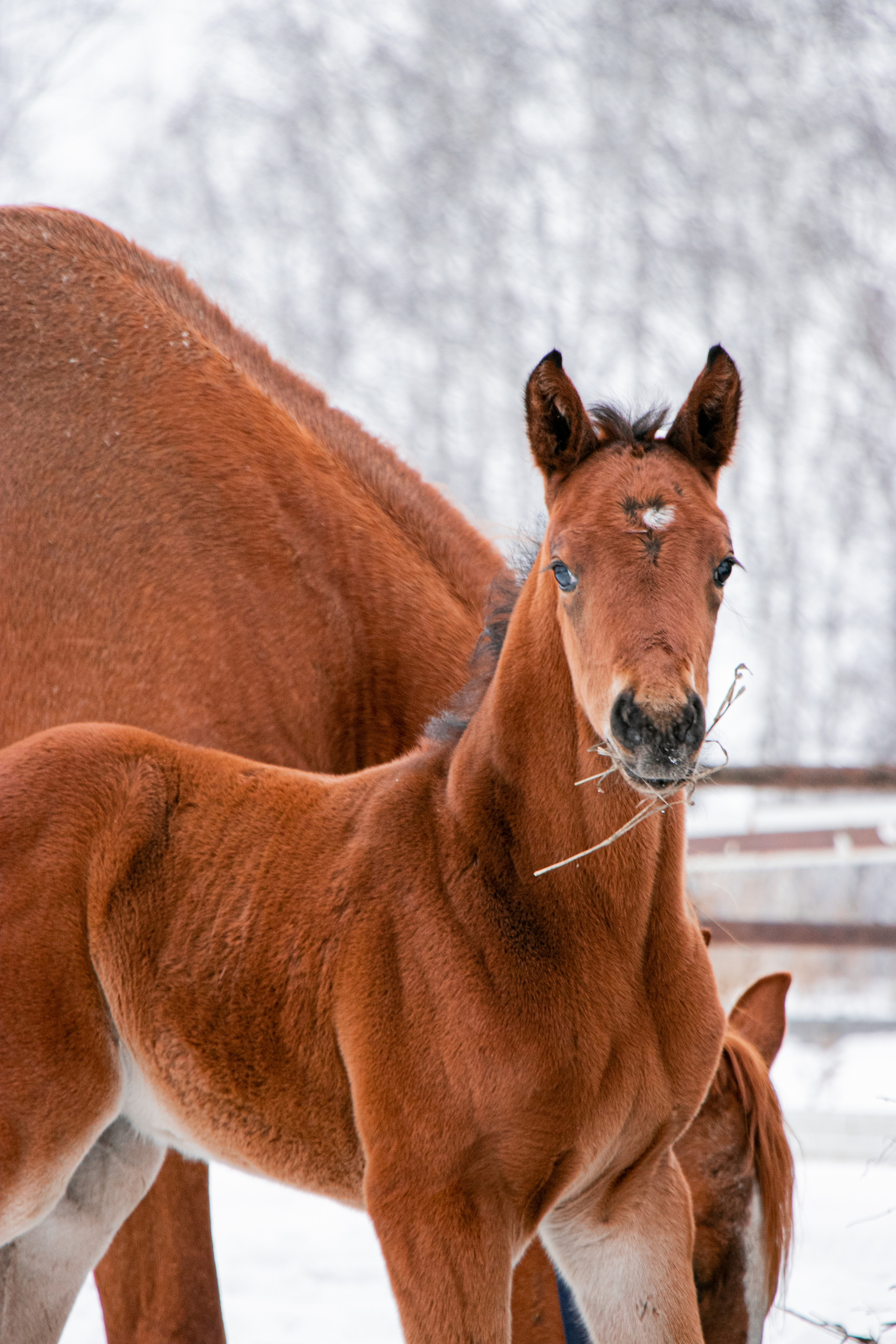 Жеребята КСОЦ «Свобода». Фотосессии с лошадьми в Москве, Новосибирске