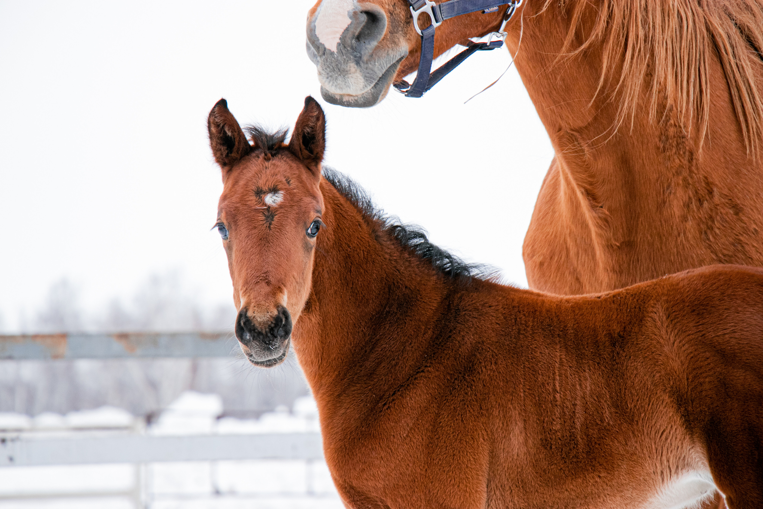 Жеребята КСОЦ «Свобода». Фотосессии с лошадьми в Москве, Новосибирске
