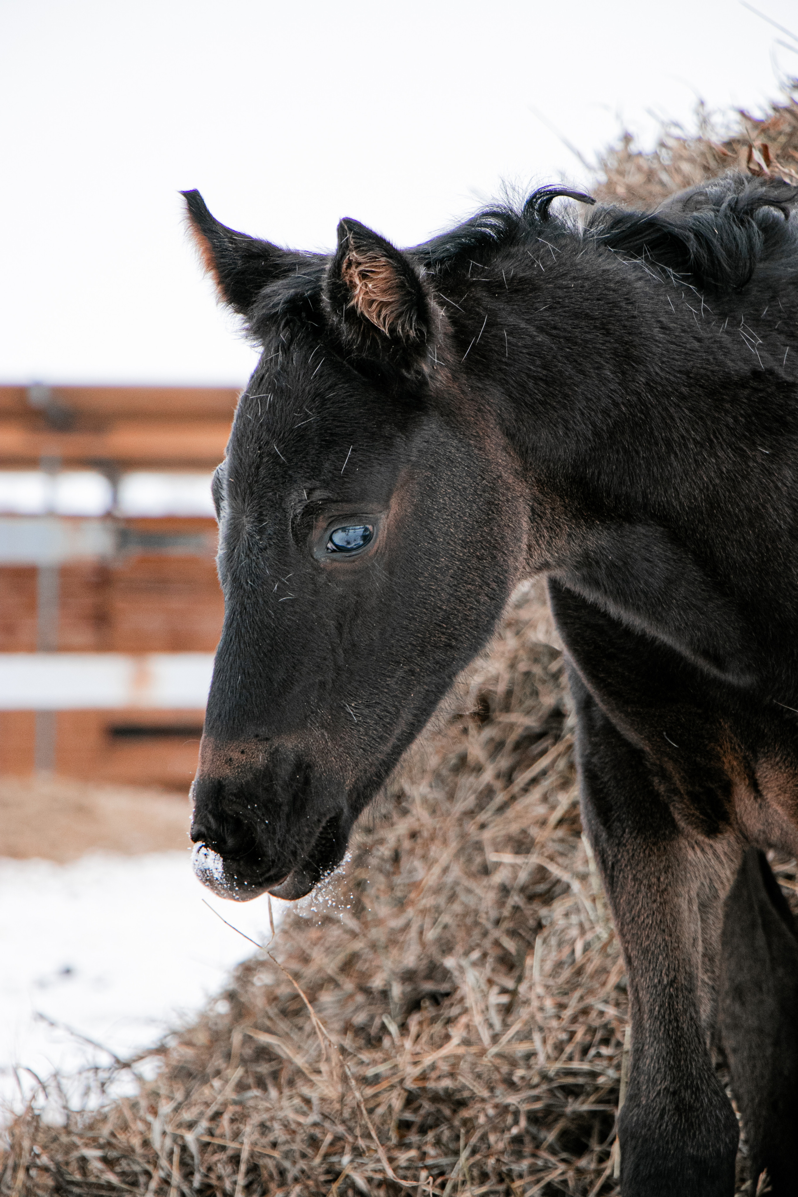 Жеребята КСОЦ «Свобода». Фотосессии с лошадьми в Москве, Новосибирске
