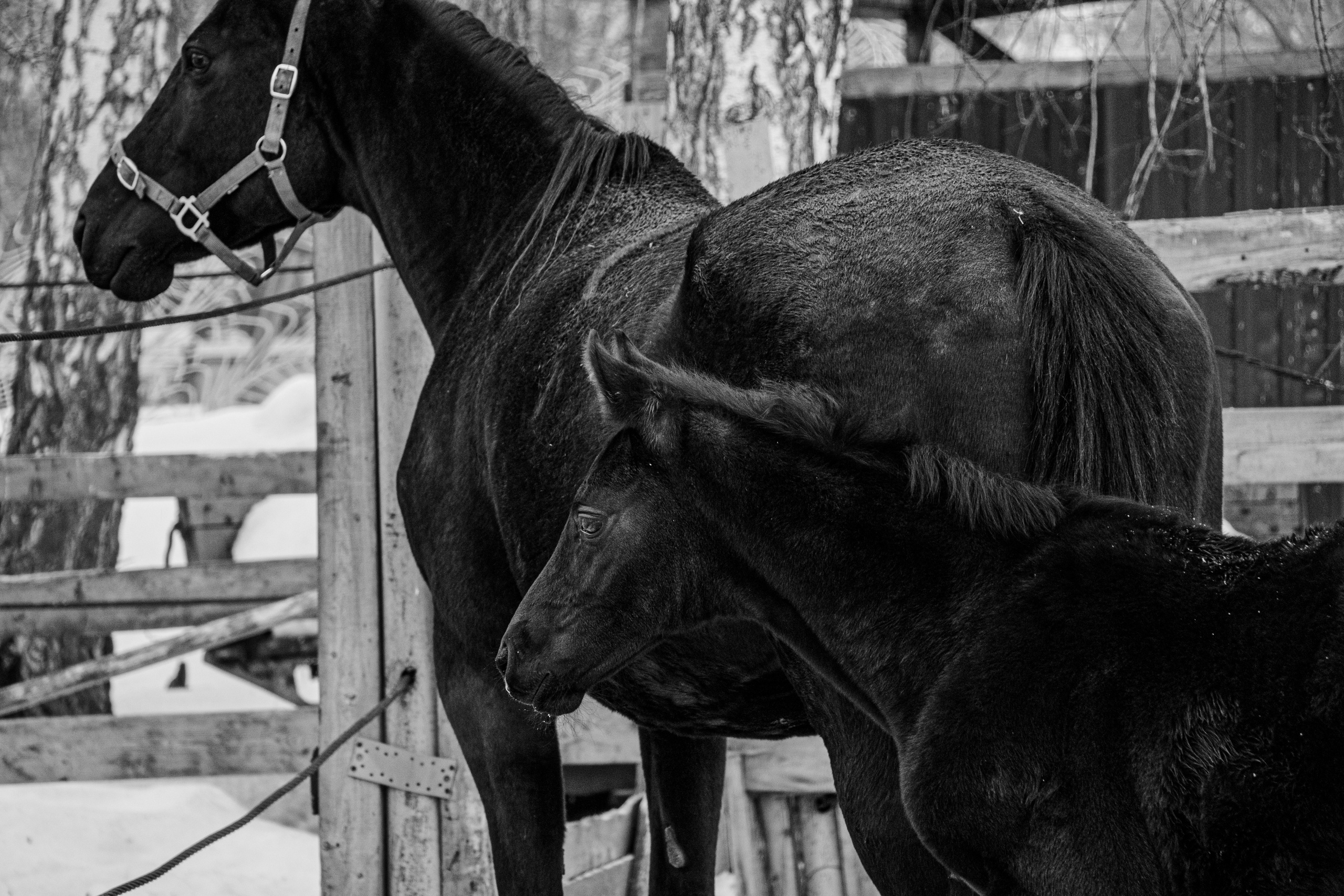 Жеребята КСОЦ «Свобода». Фотосессии с лошадьми в Москве, Новосибирске