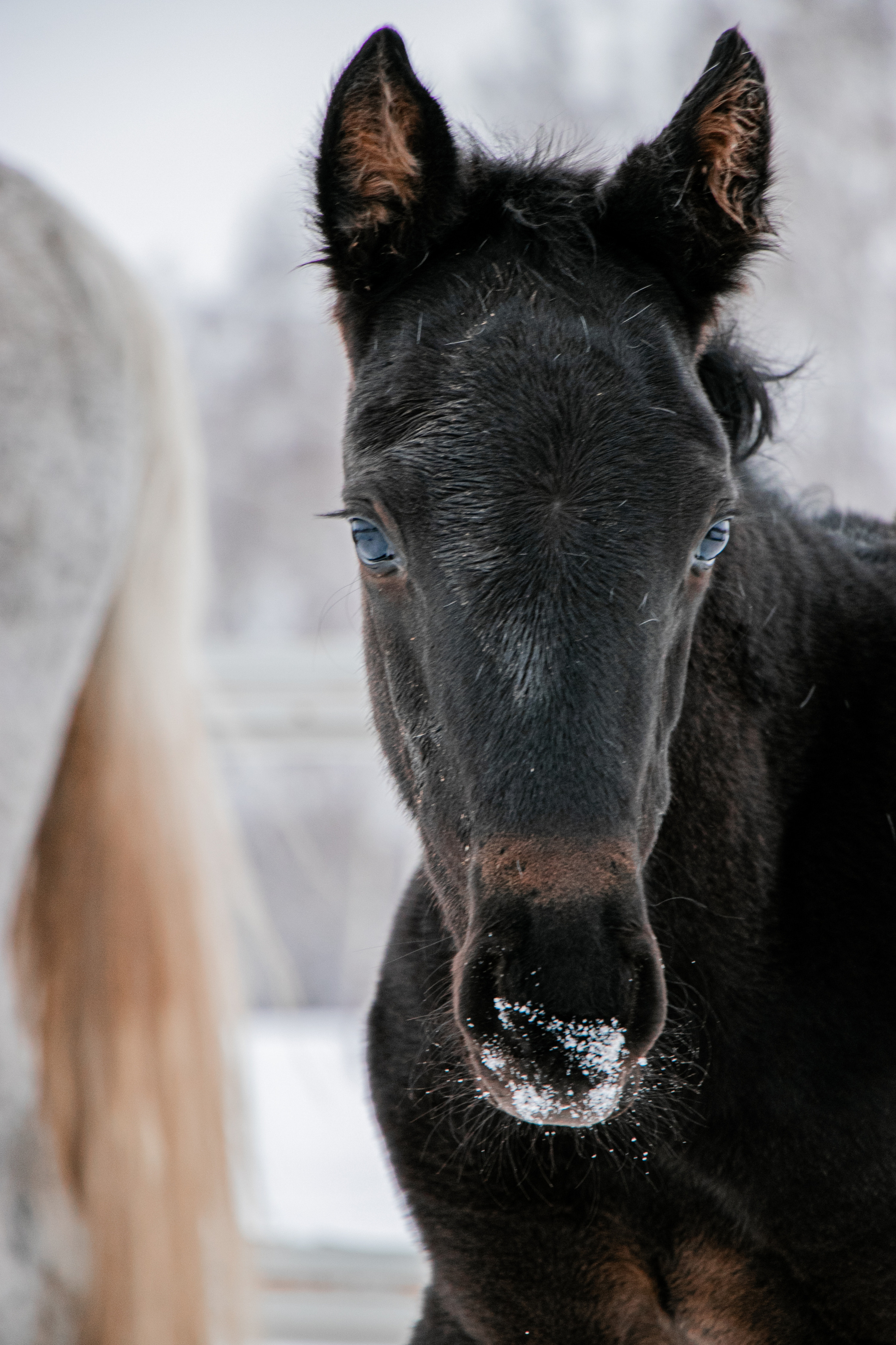 Жеребята КСОЦ «Свобода». Фотосессии с лошадьми в Москве, Новосибирске