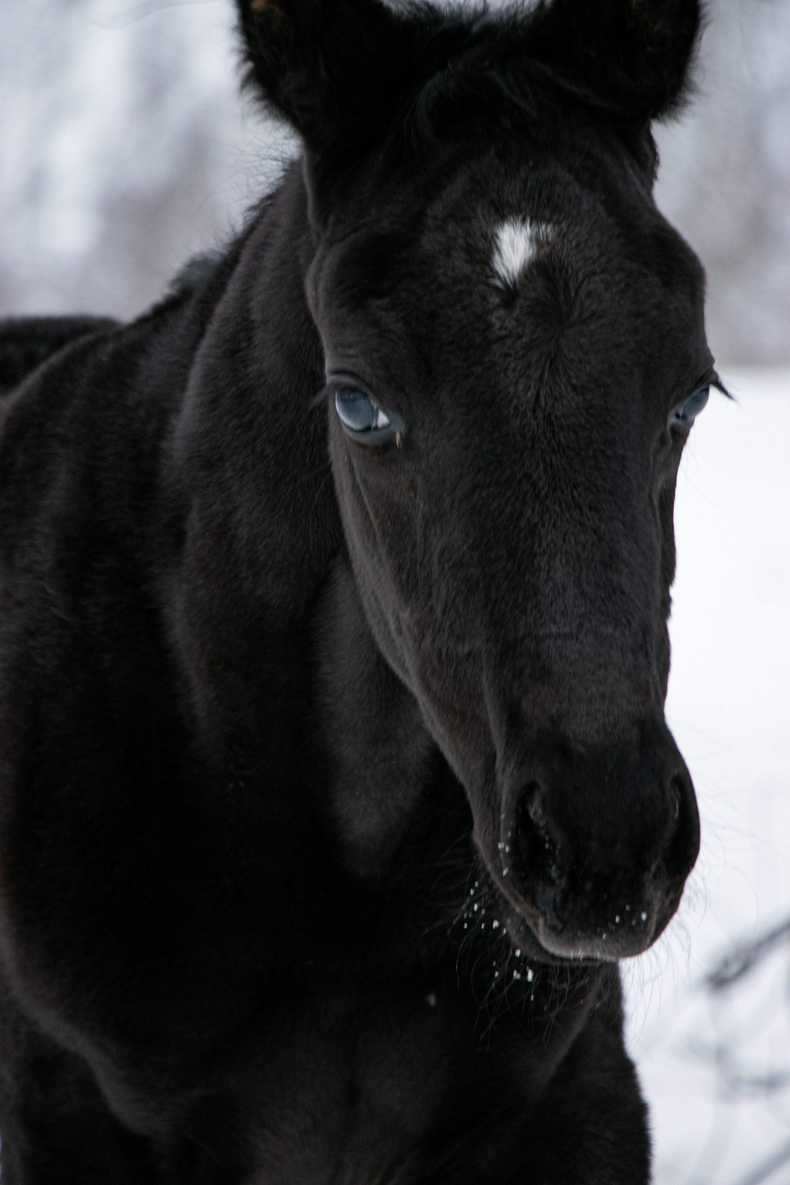 Жеребята КСОЦ «Свобода». Фотосессии с лошадьми в Москве, Новосибирске