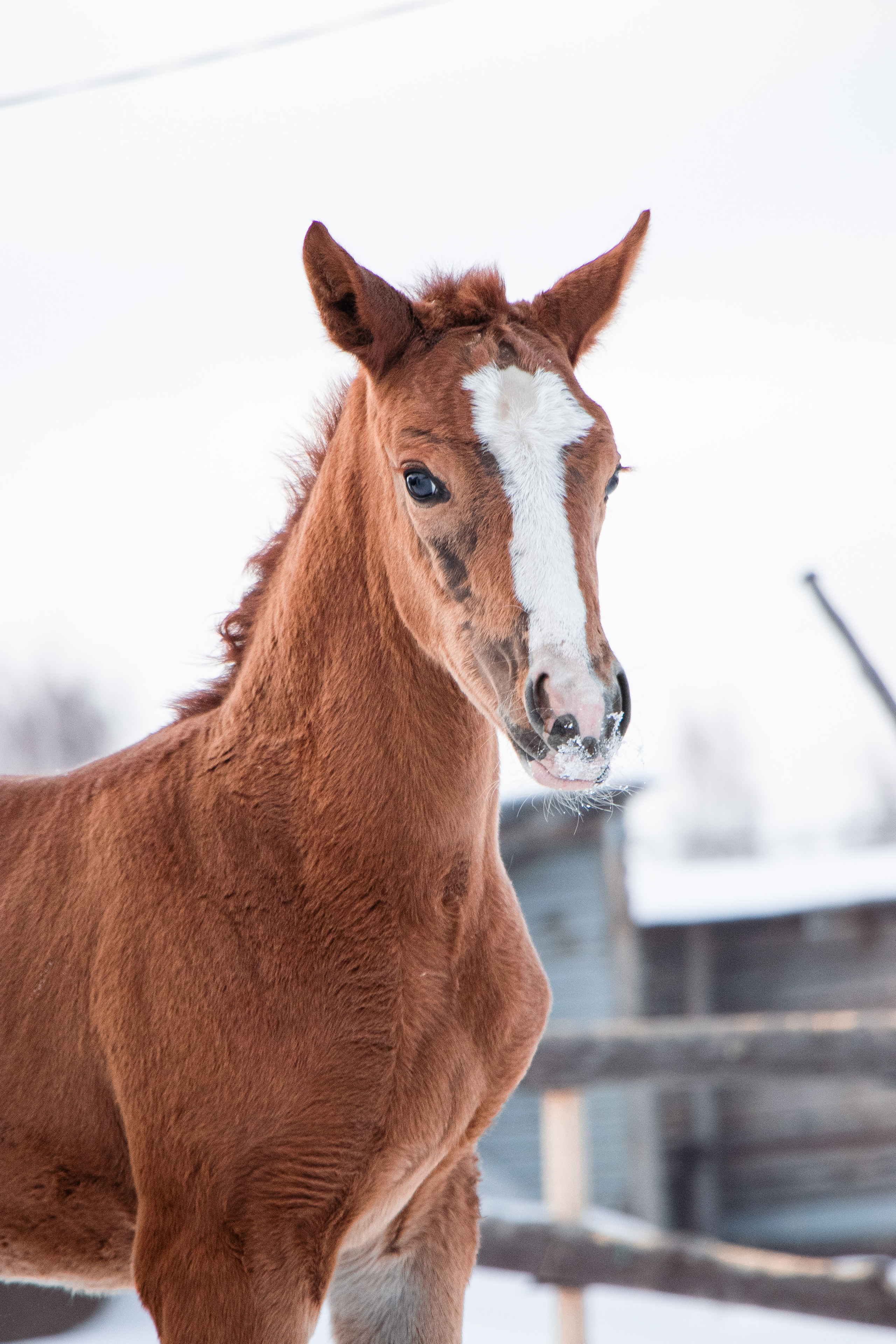 Жеребята КСОЦ «Свобода». Фотосессии с лошадьми в Москве, Новосибирске