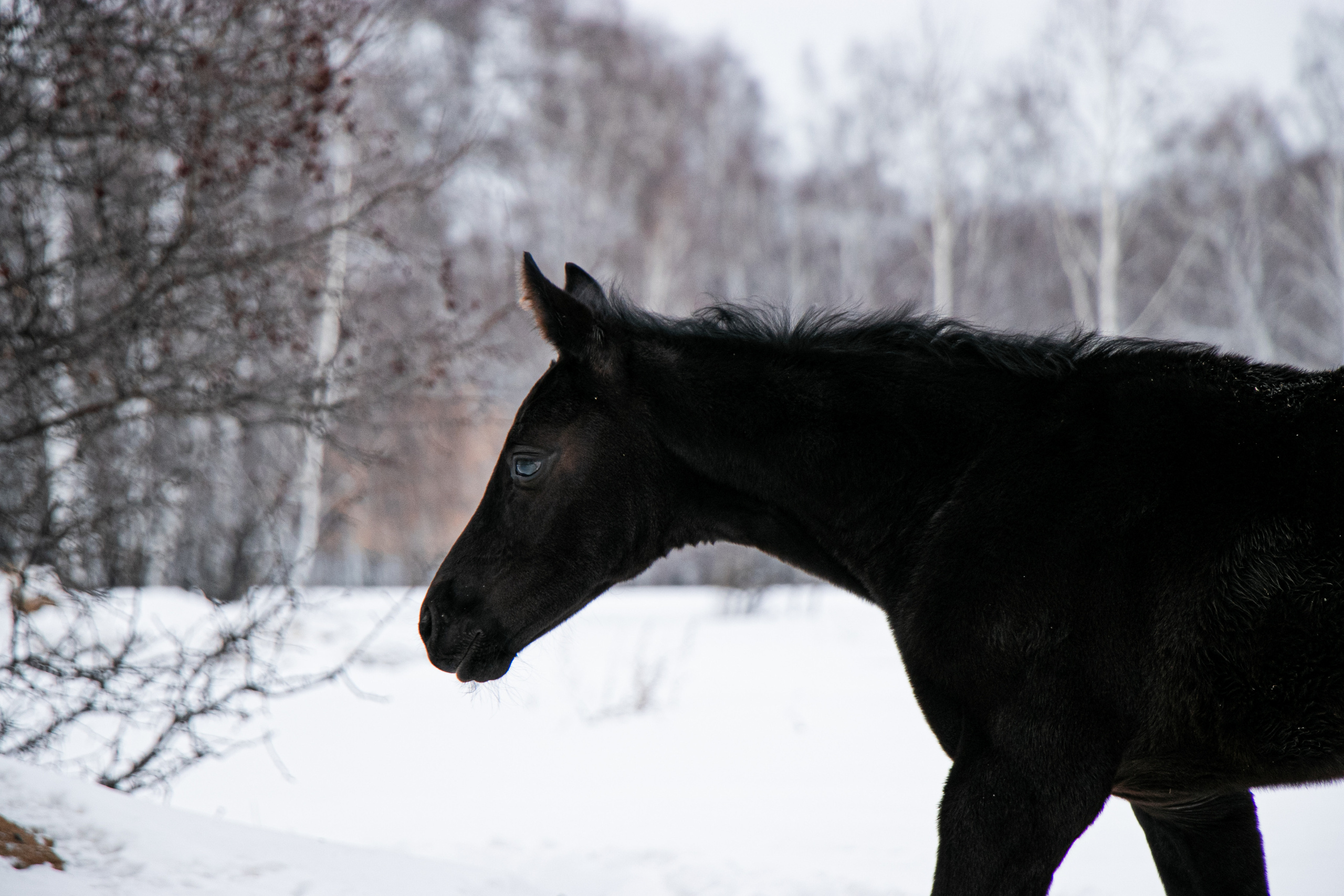 Жеребята КСОЦ «Свобода». Фотосессии с лошадьми в Москве, Новосибирске