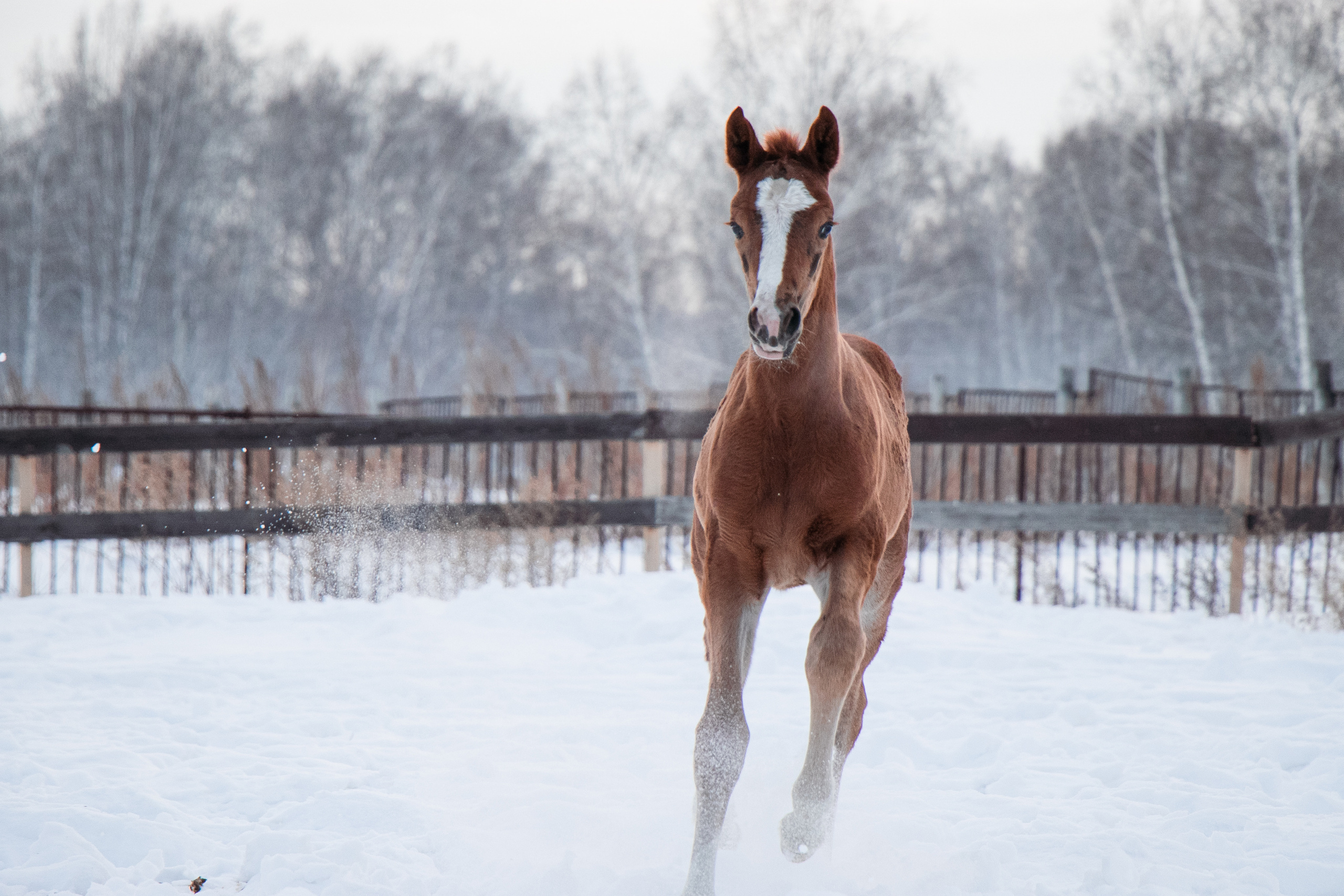 Жеребята КСОЦ «Свобода». Фотосессии с лошадьми в Москве, Новосибирске
