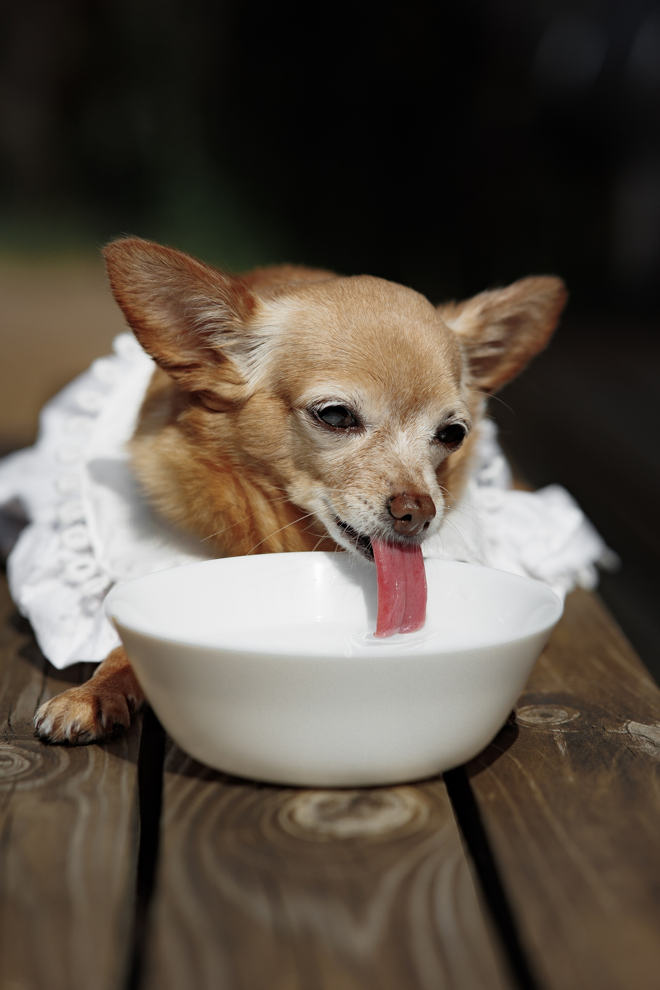 11/08/2023. Свадебный фотограф в Санкт-Петербурге Александр Пащенко