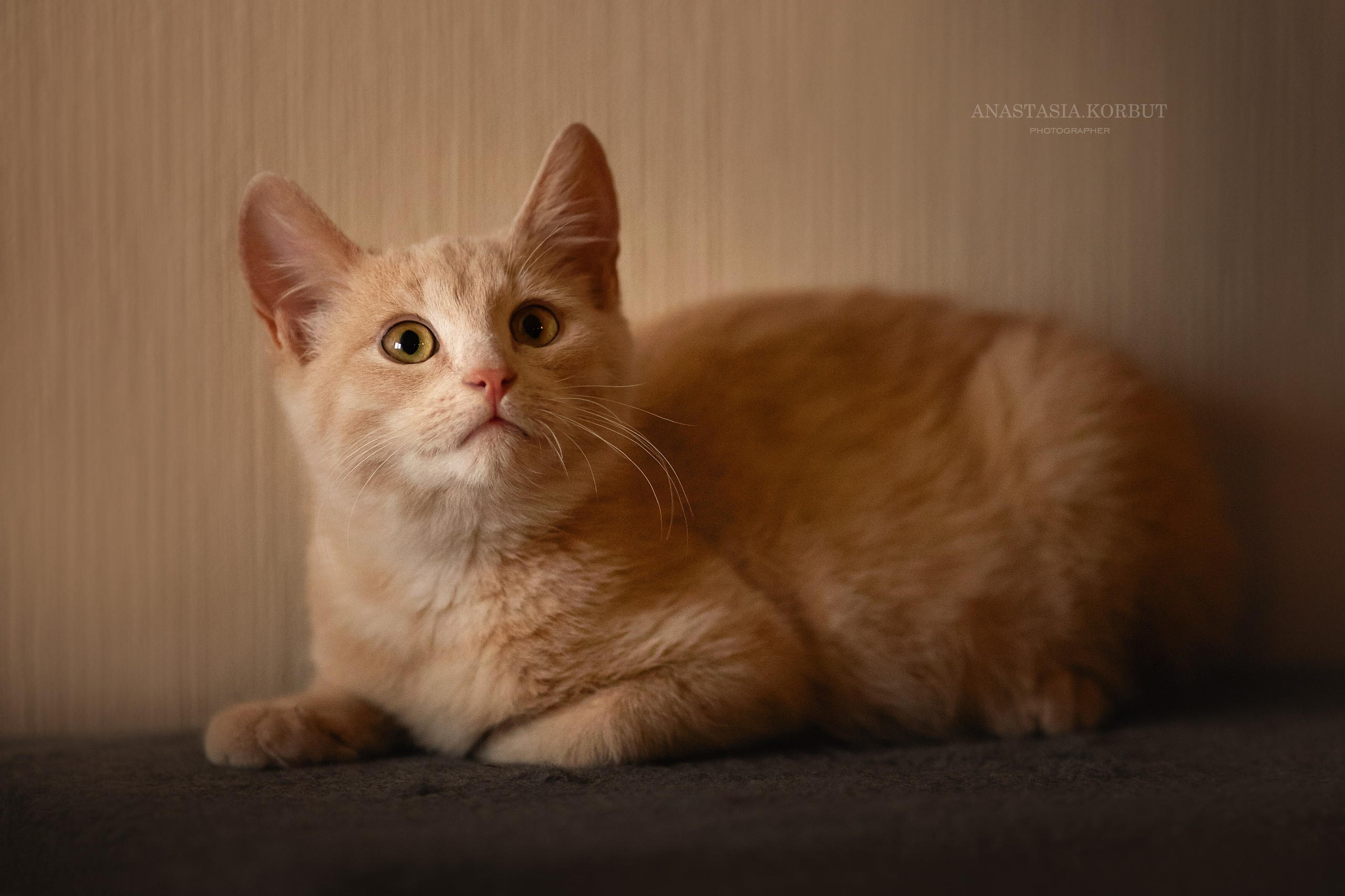 Котята в добрые руки. Арт фотограф в Минске Анастасия Корбут