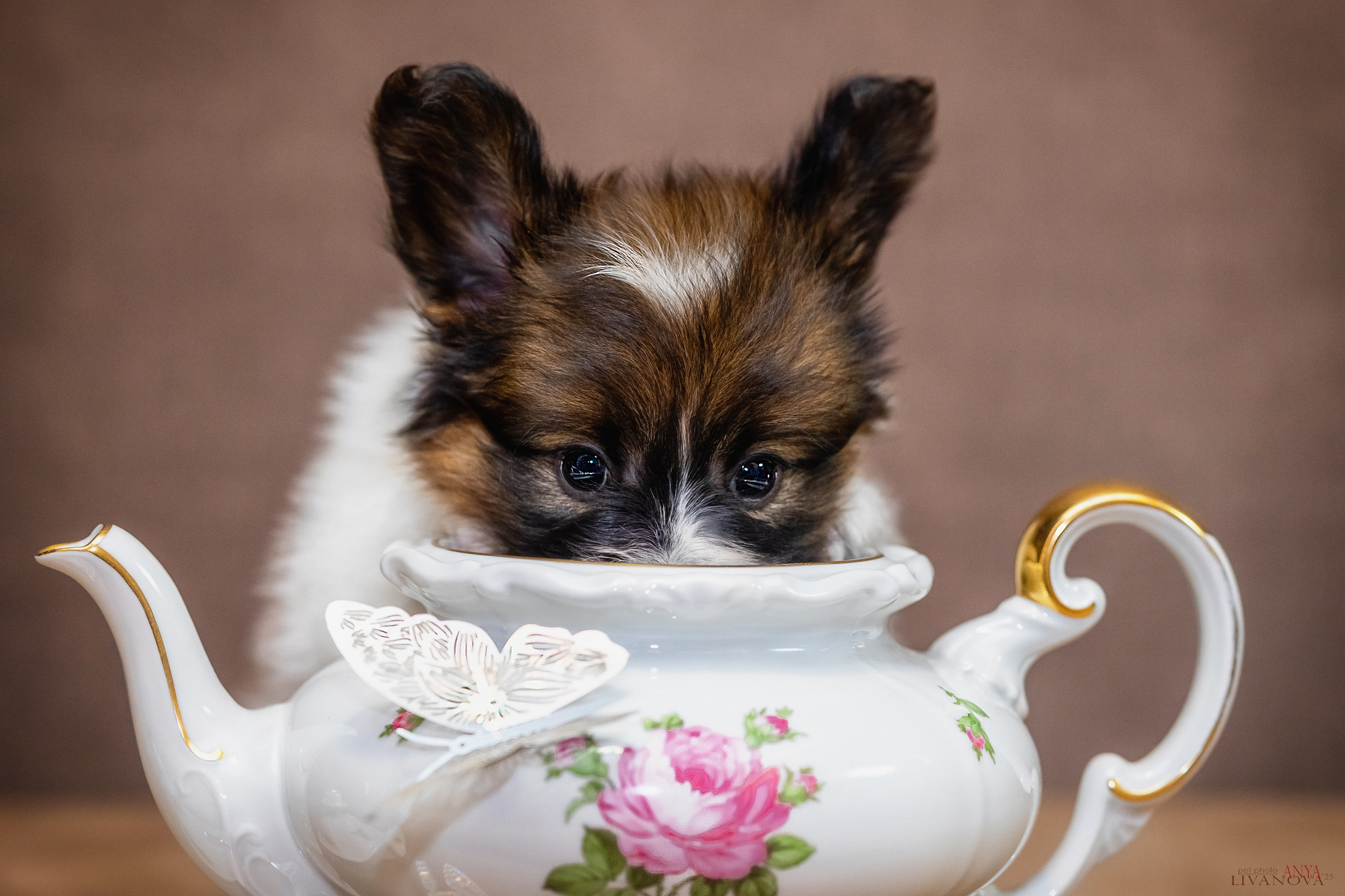 Папийончики. Фотограф анималист Аня Ливанова | Рыбинск