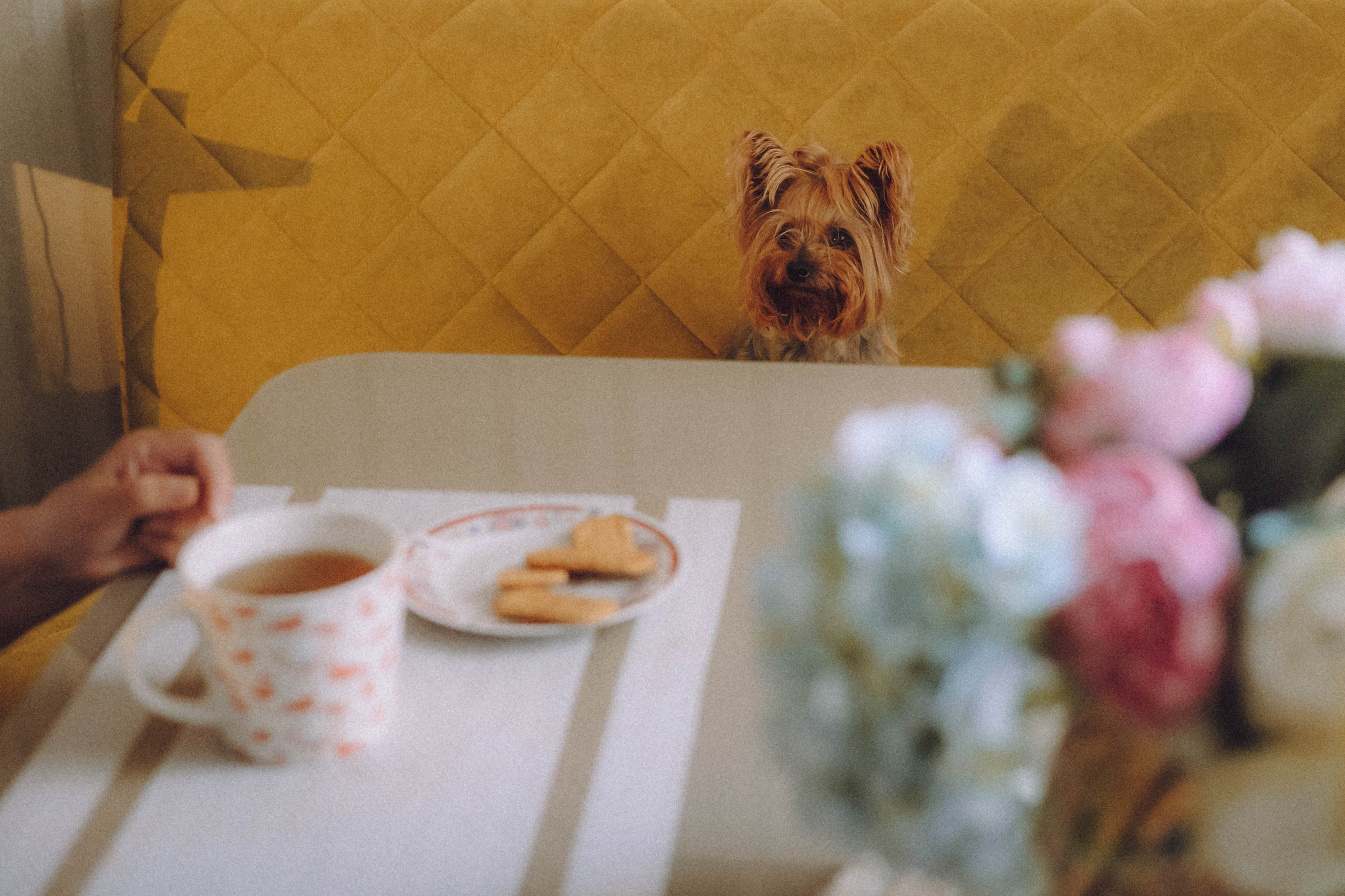 Дэзи и ее семья