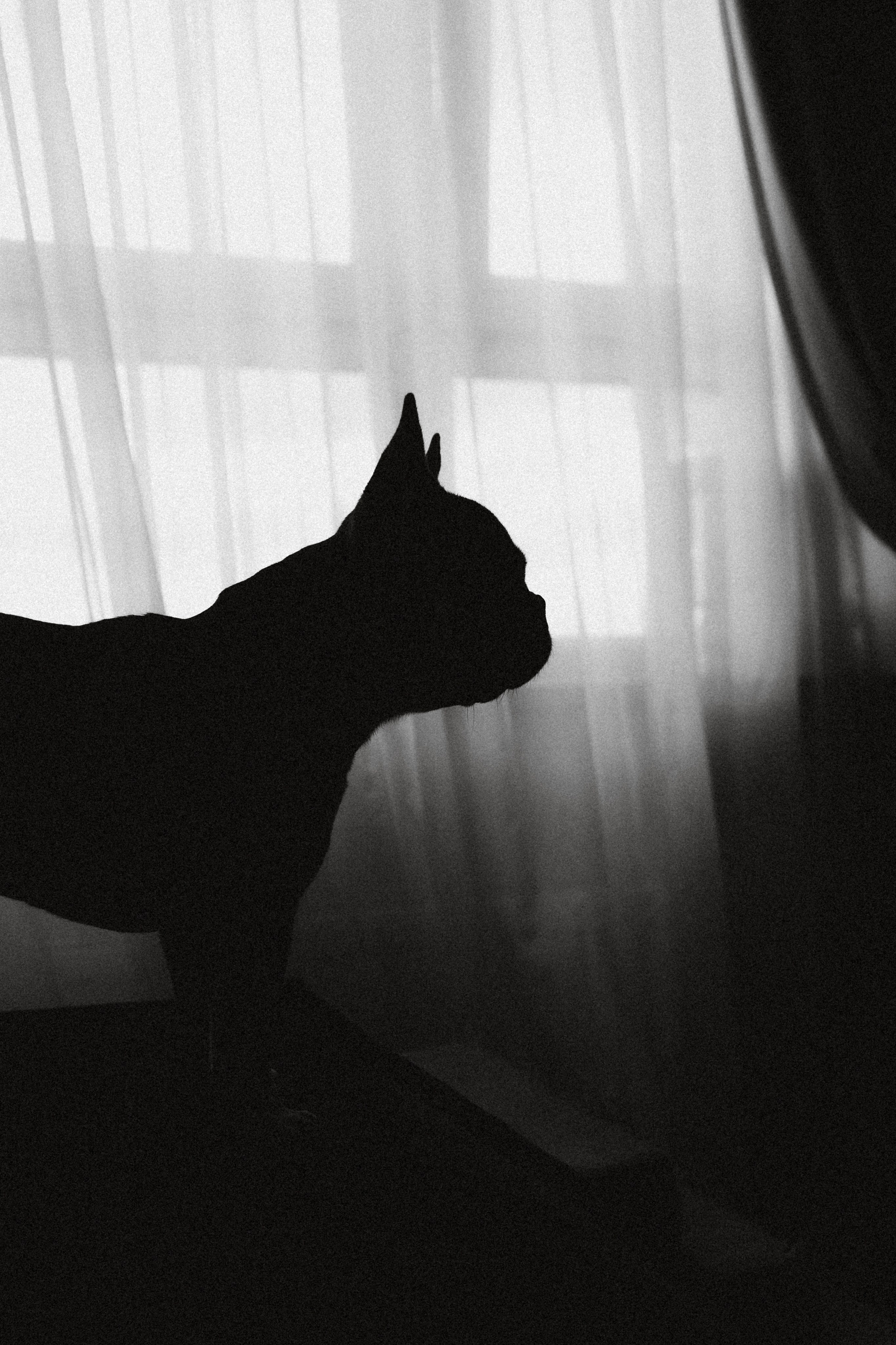 Юля, Мия и Зек