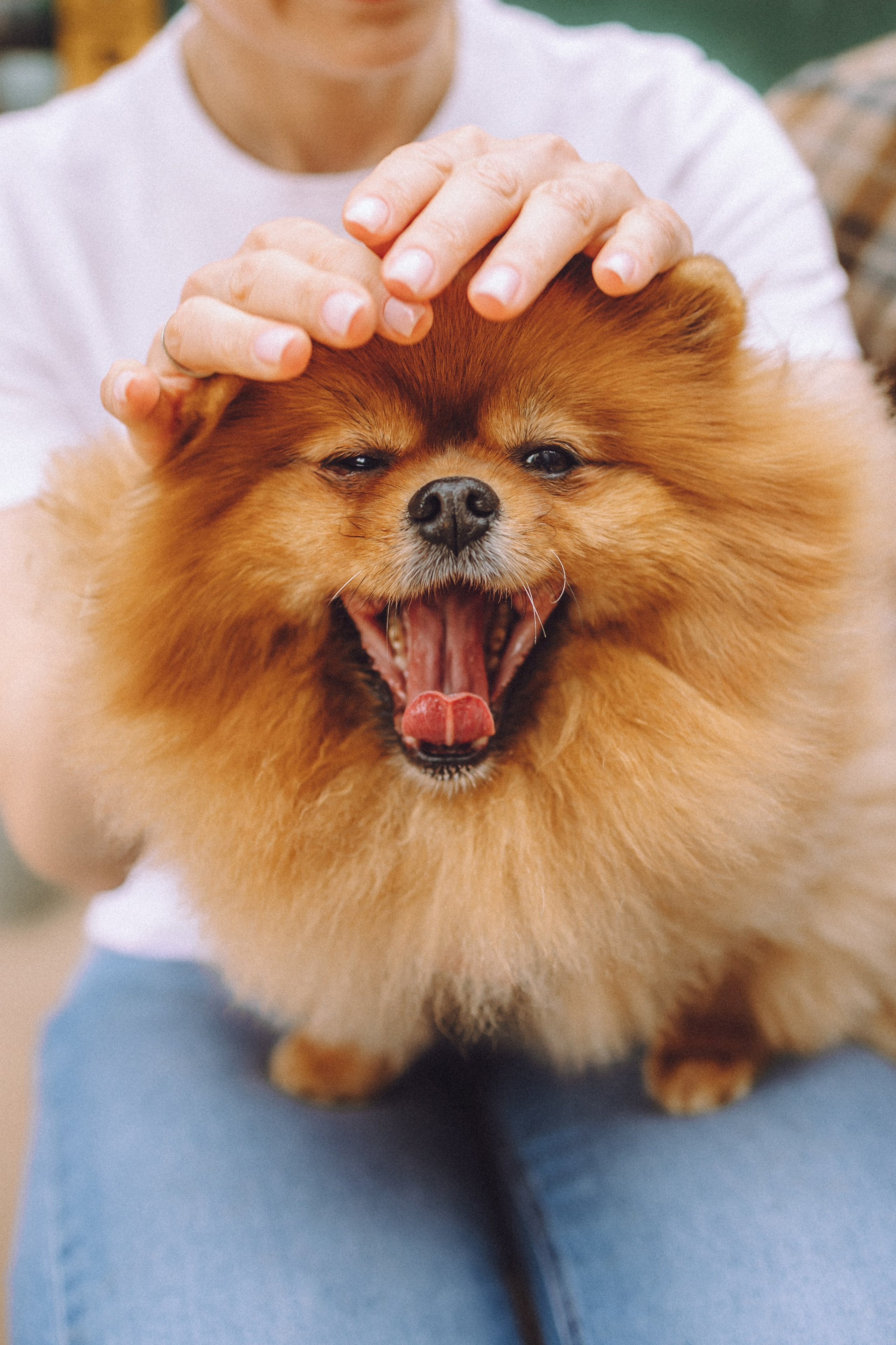 Лорик и его семья