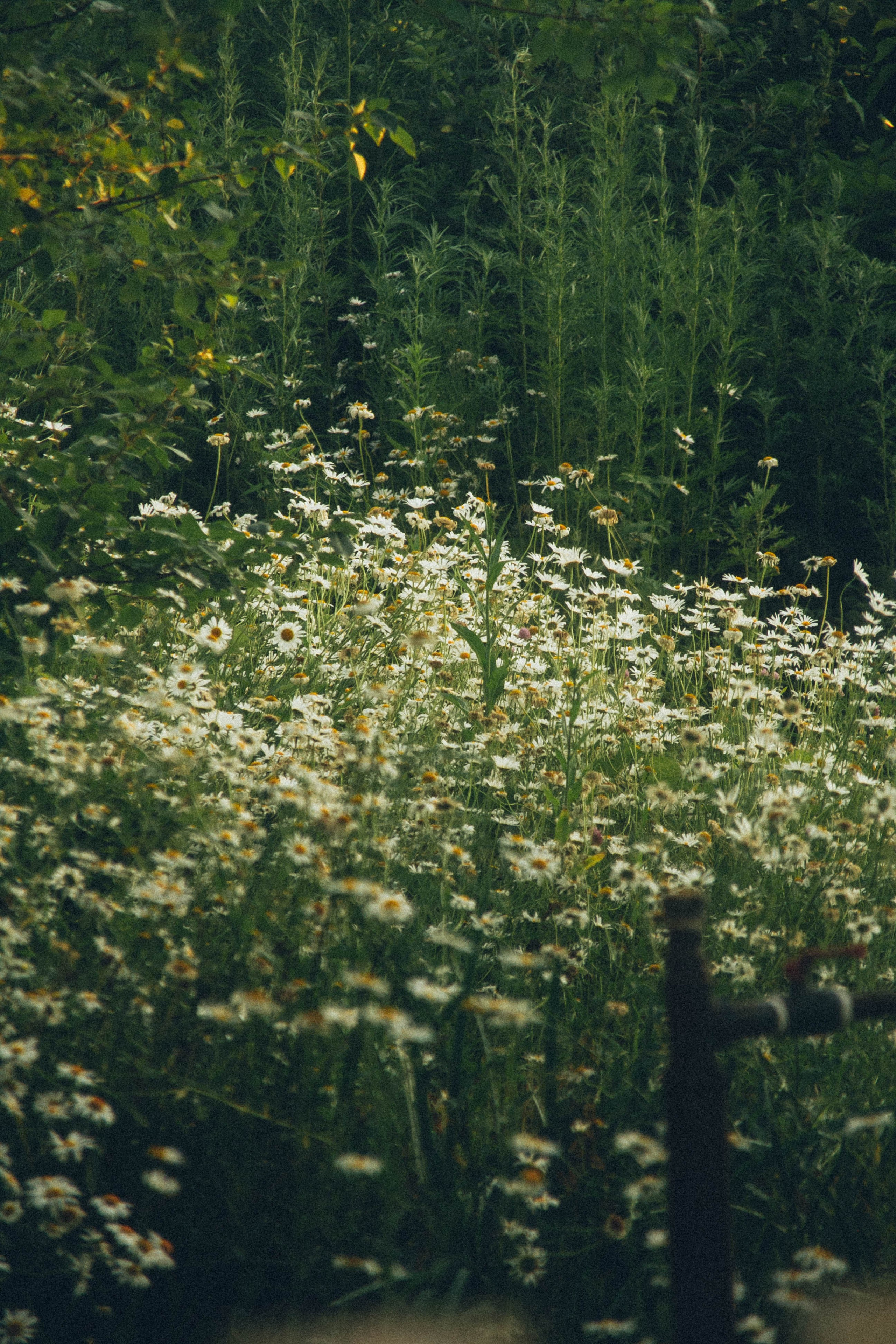 Природа. Darinishna Фэнтези-фотограф Хабаровск