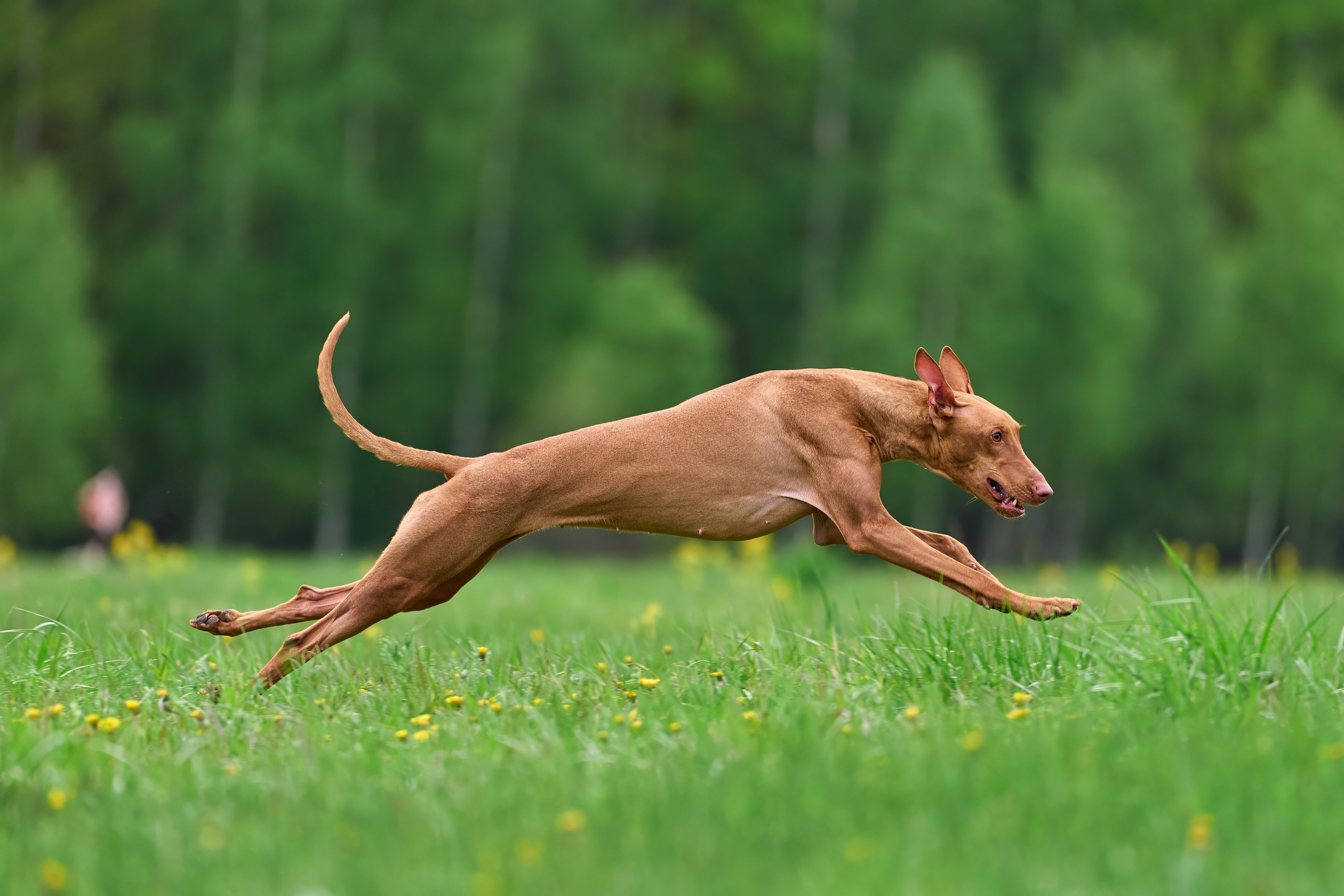 Тренировка по курсингу Донино. Фотограф-анималист Михаил Манухин