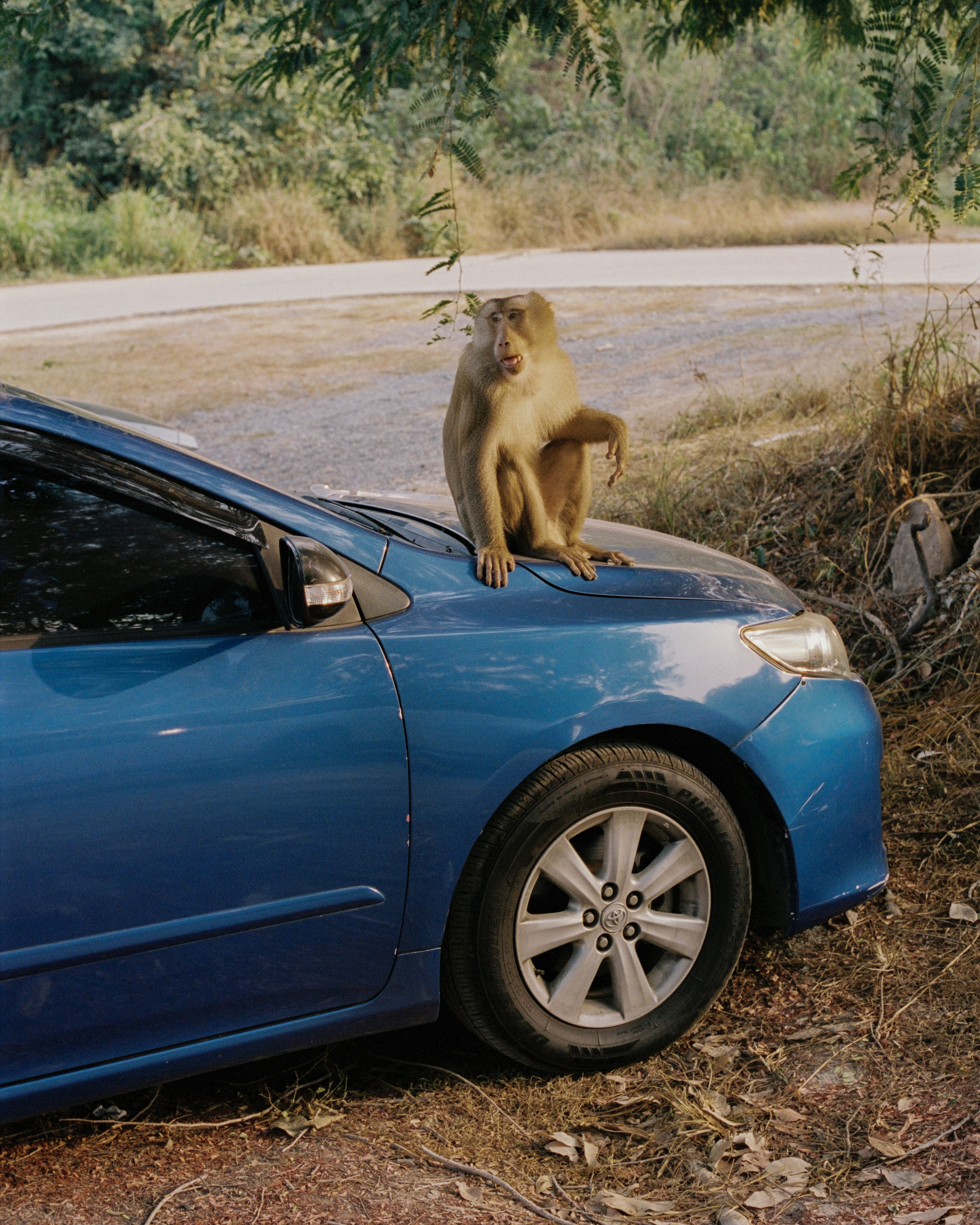 Thailand. Kirill Shashkov