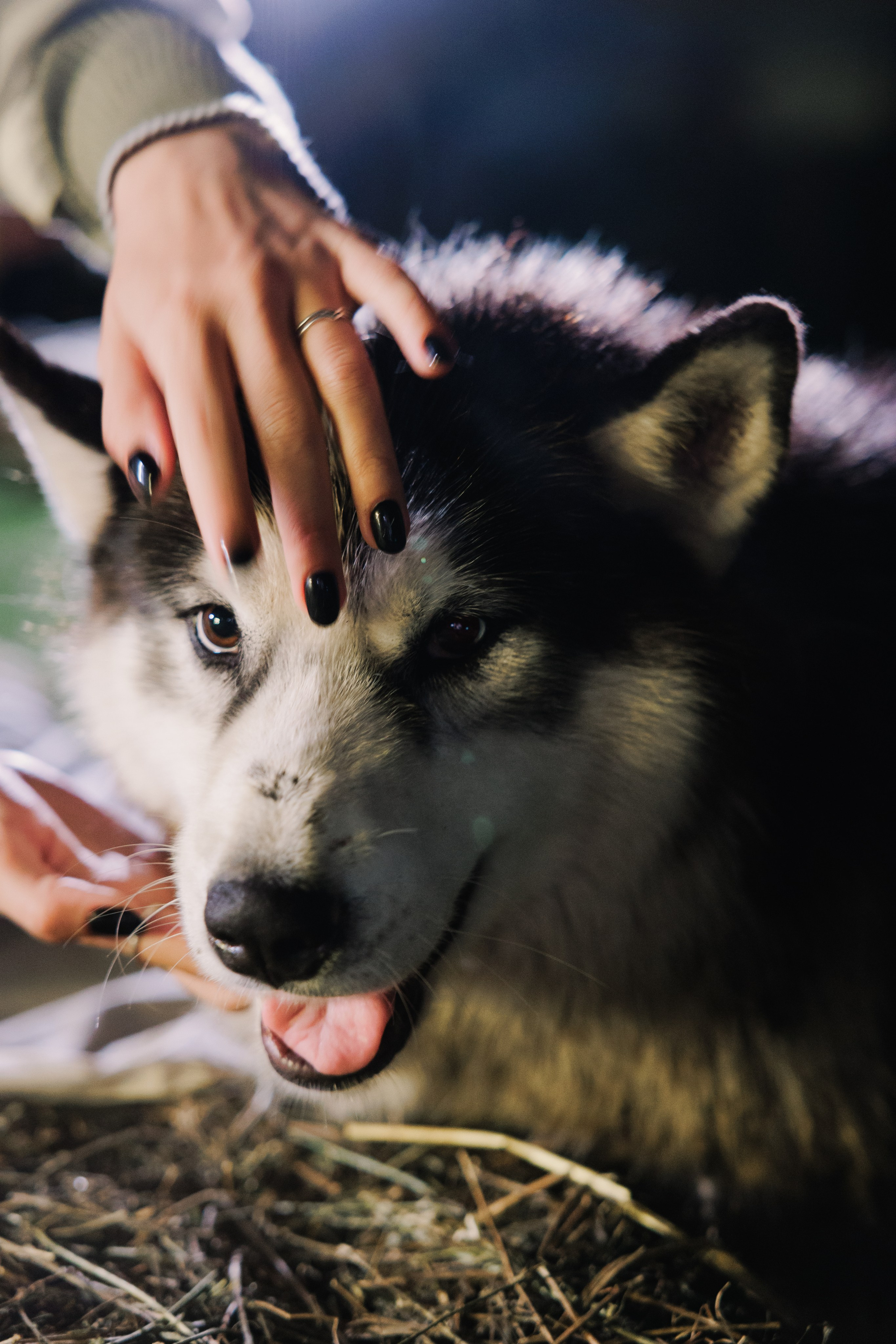 Artem & Viktoria. Wedding and family photographer in Moscow