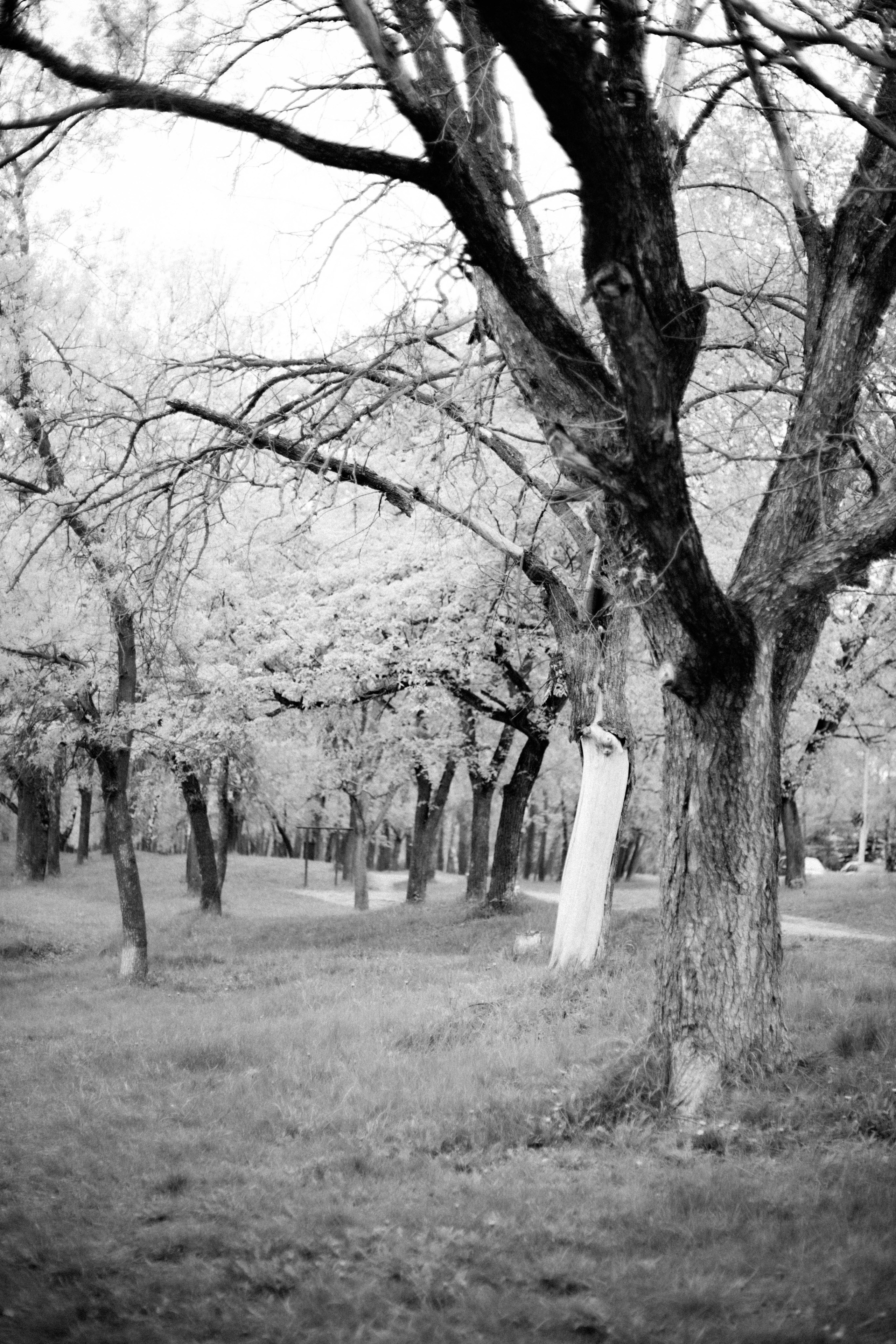 Настасья в цветении. Фотограф в Нижнем Новгороде