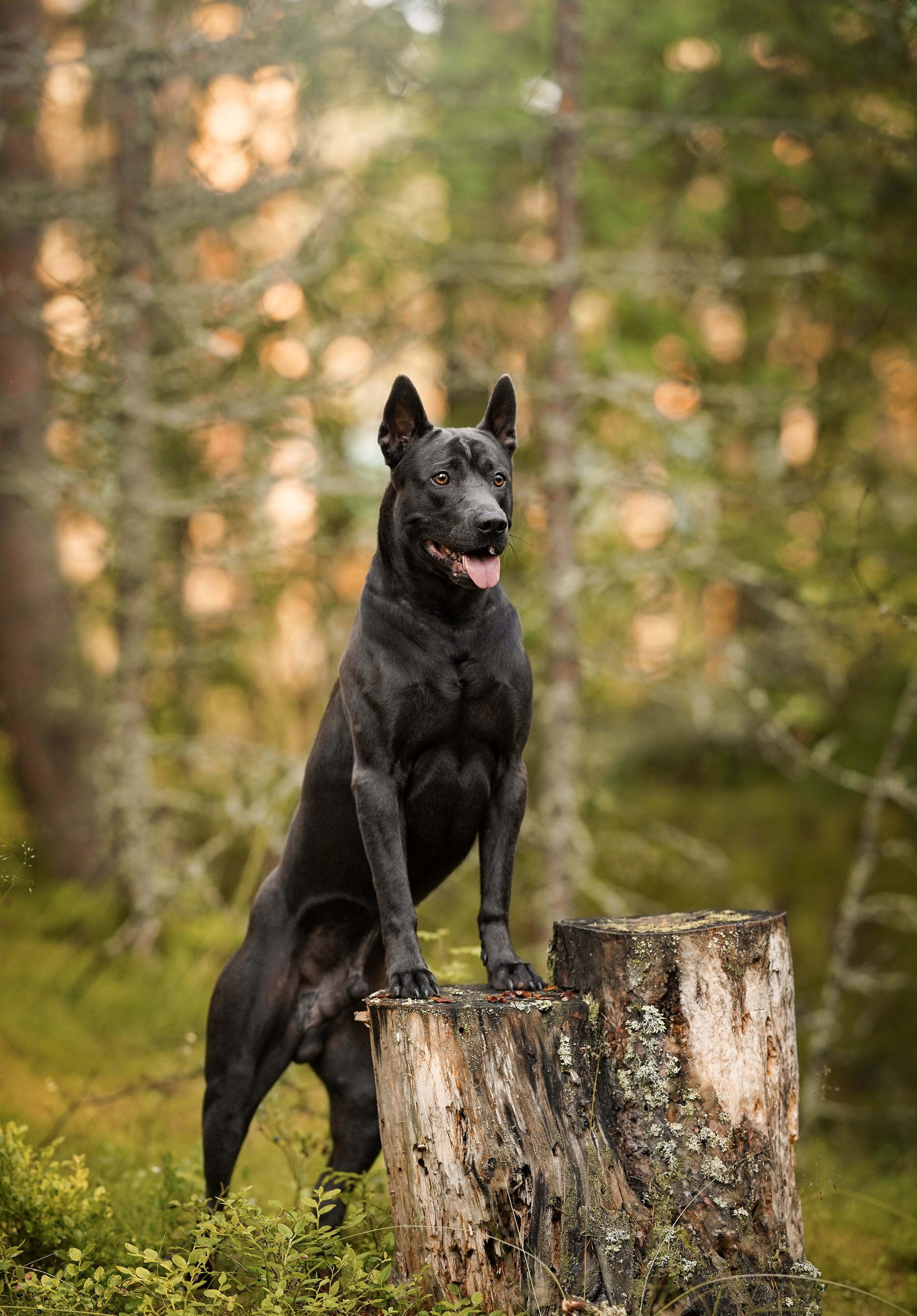 Вероника и Адам. Фотограф-анималист в Санкт-Петербурге Яна Мартынова