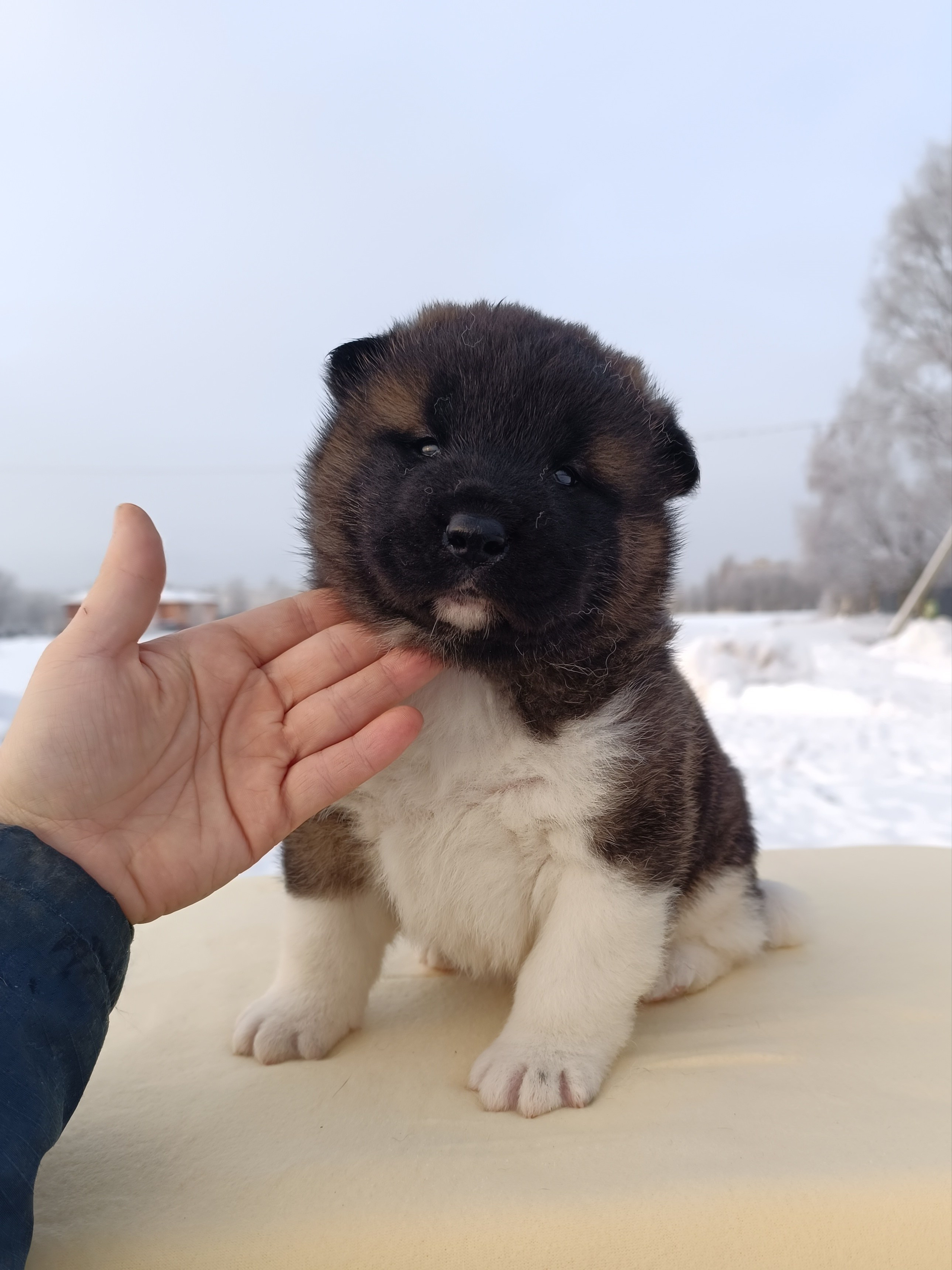 Rubylight Ctsar'. Американская акита I Сиба ину I Питомник RUBYLIGHT