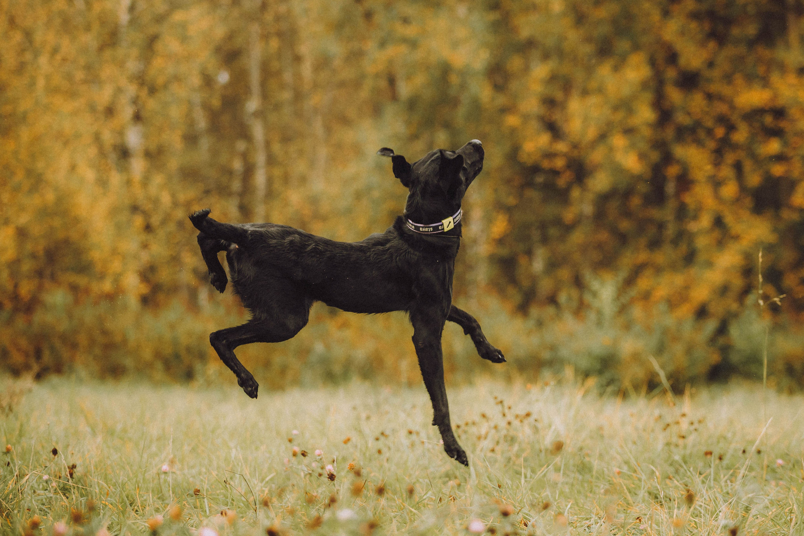 Аня, Нео и Луна